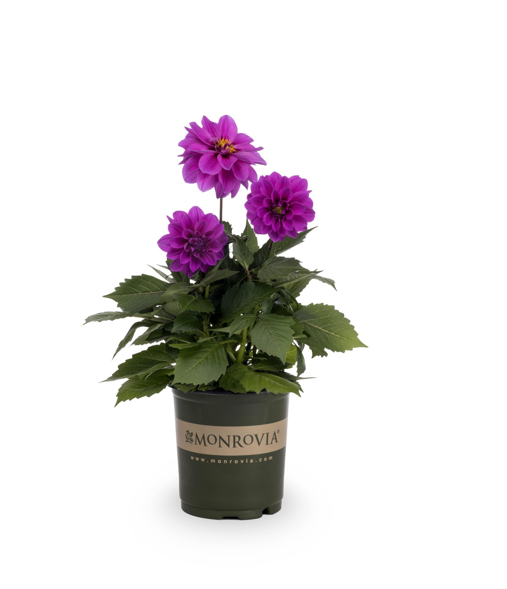 slide 1 of 5, Monrovia Multicolor Dahlia in 2.5-Quart Pot, 1 ct
