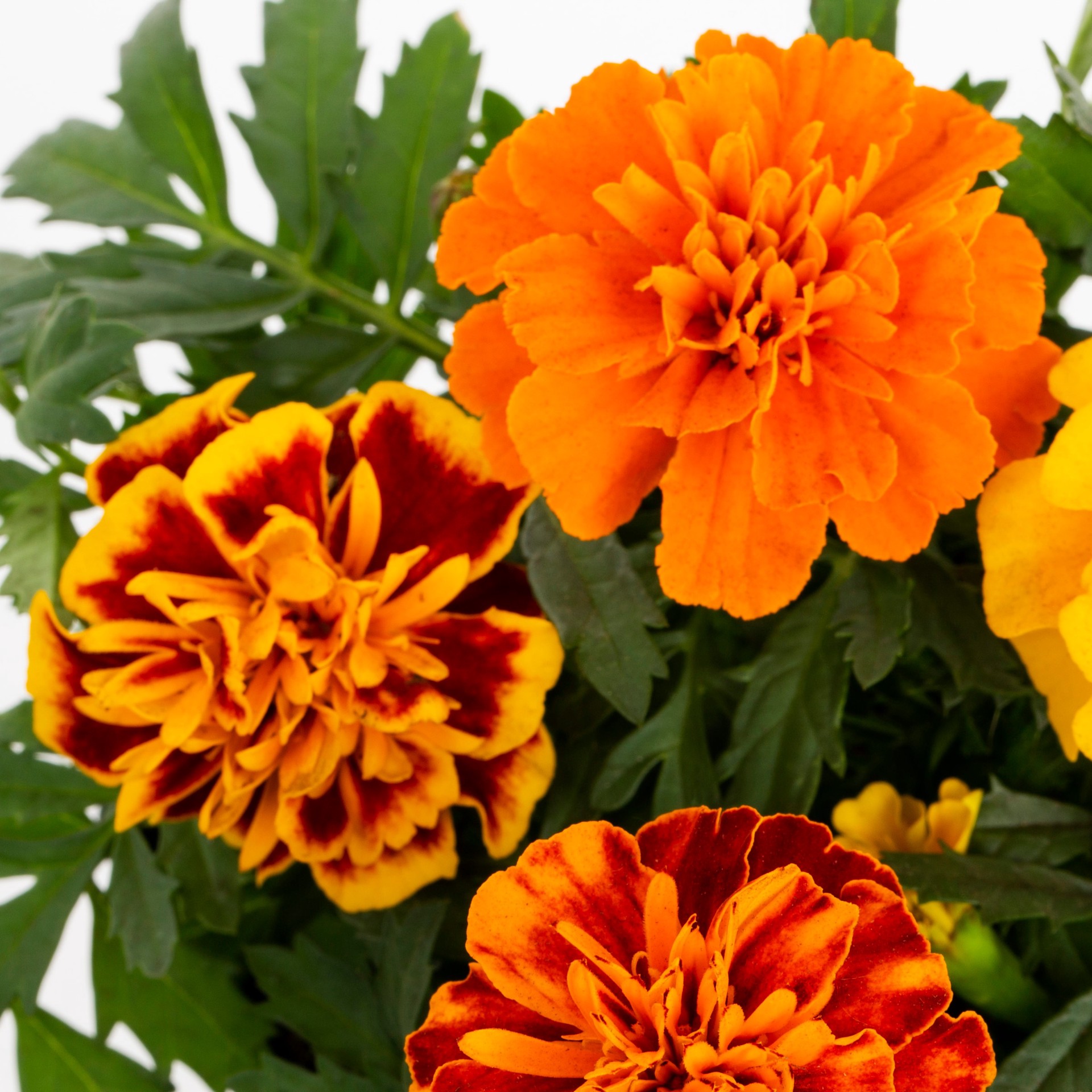slide 2 of 6, Lowe's Multicolor French Marigold (Dwarf) in 1-Pint Pot, 1 ct