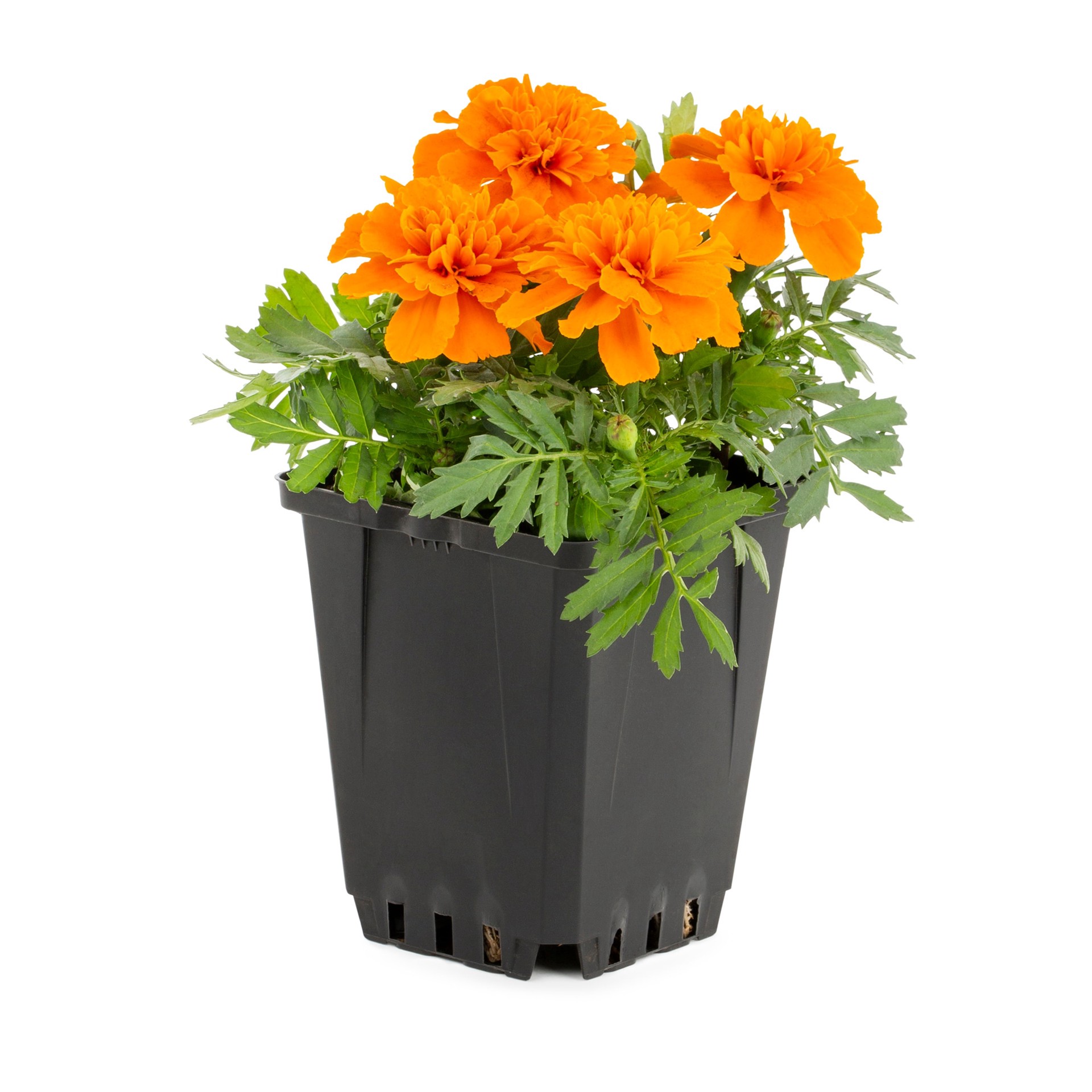 slide 3 of 6, Lowe's Multicolor French Marigold (Dwarf) in 1-Pint Pot, 1 ct