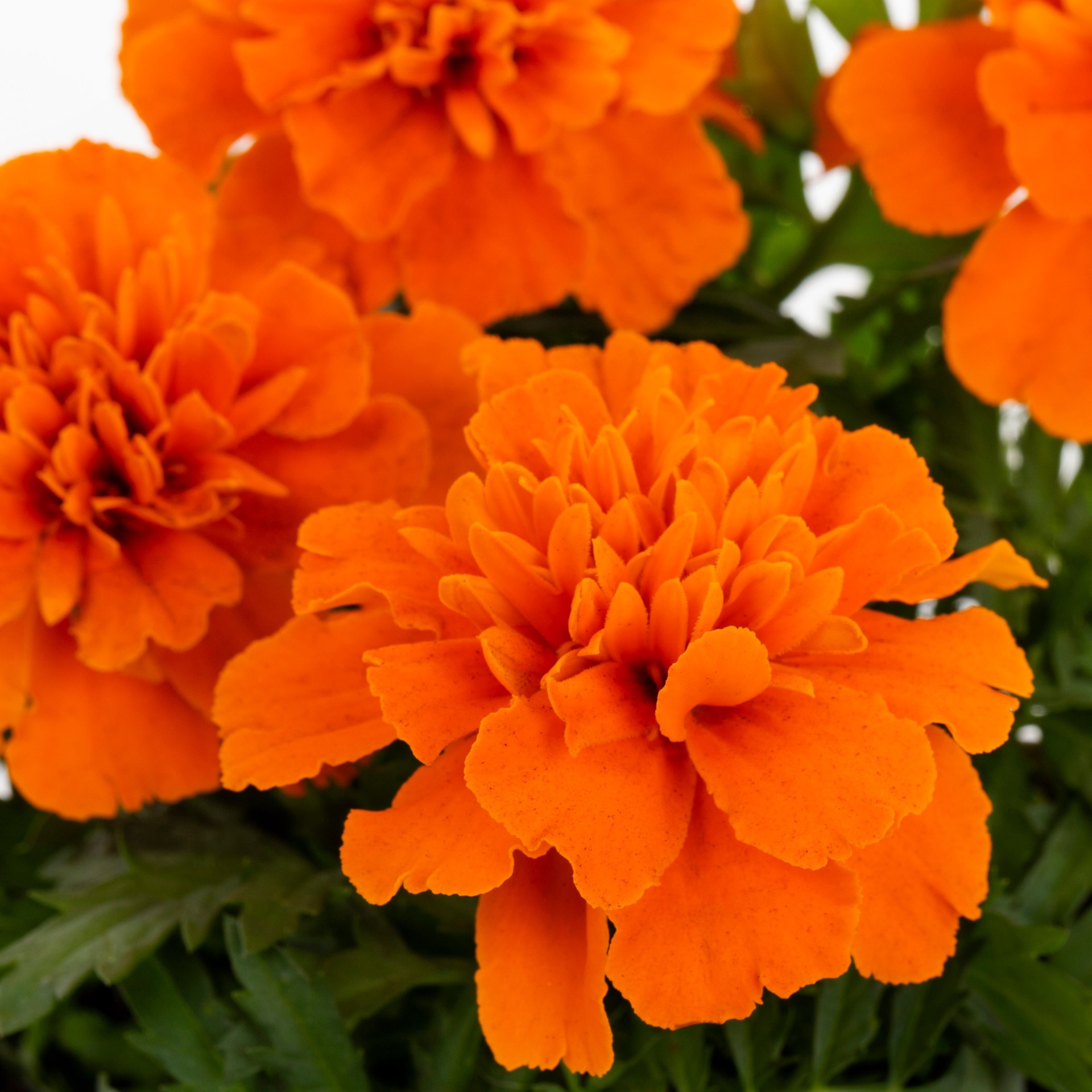 slide 4 of 6, Lowe's Multicolor French Marigold (Dwarf) in 1-Pint Pot, 1 ct