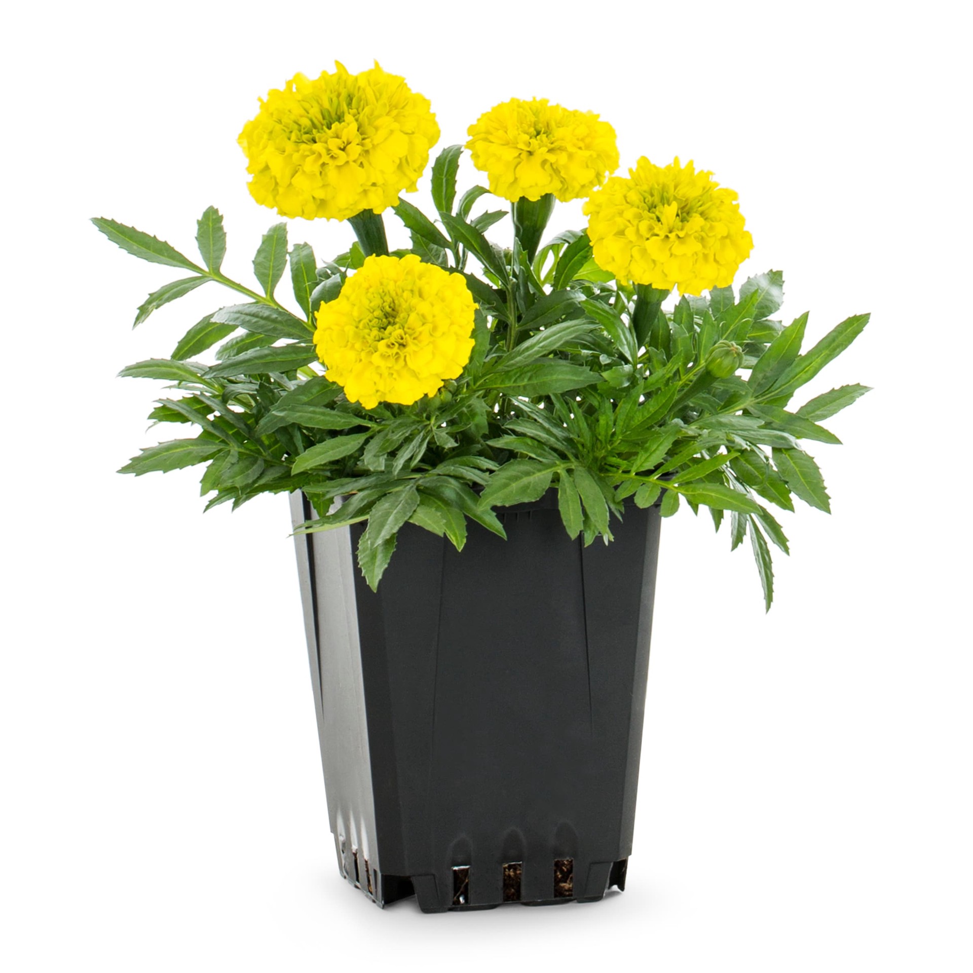 slide 5 of 6, Lowe's Multicolor French Marigold (Dwarf) in 1-Pint Pot, 1 ct