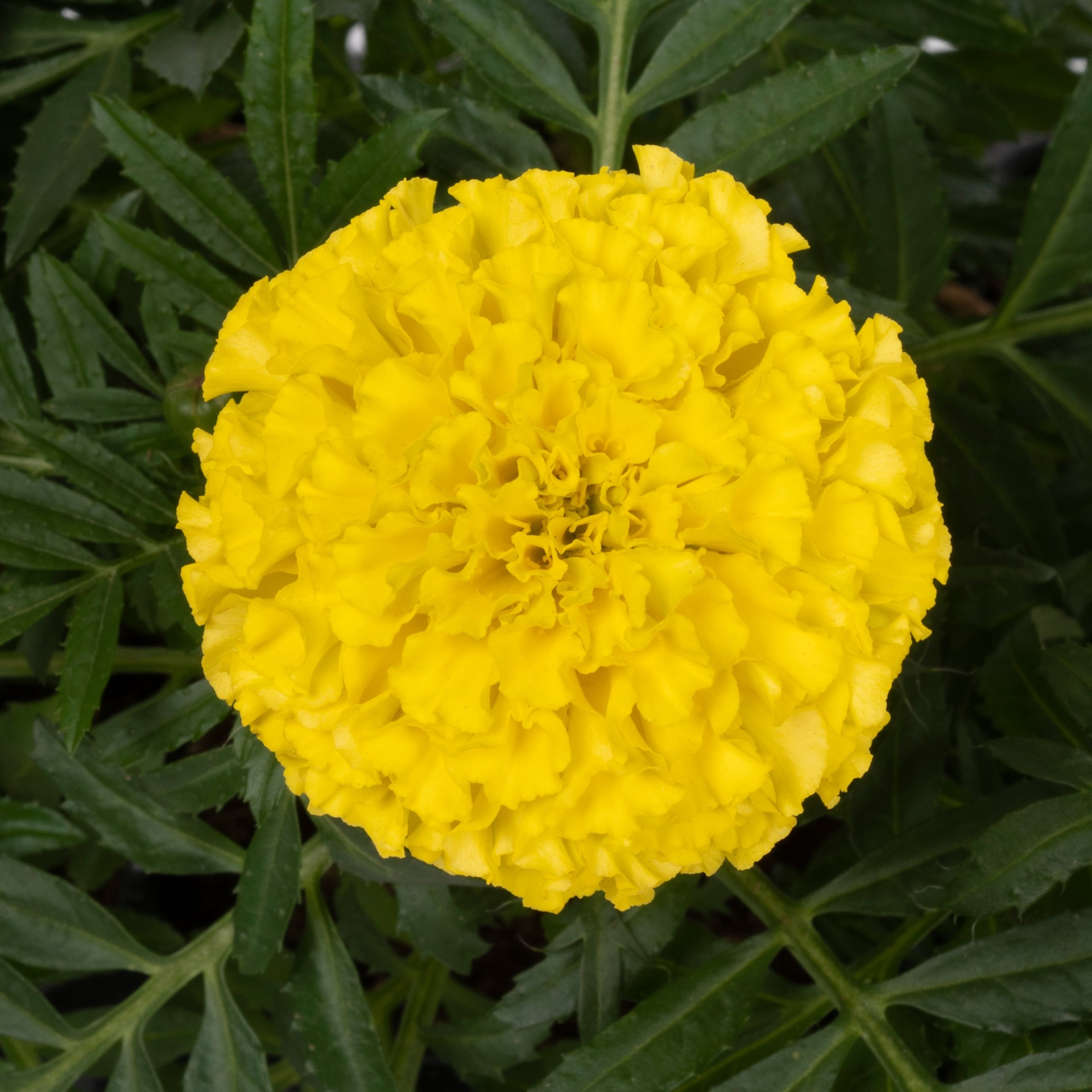 slide 6 of 6, Lowe's Multicolor French Marigold (Dwarf) in 1-Pint Pot, 1 ct