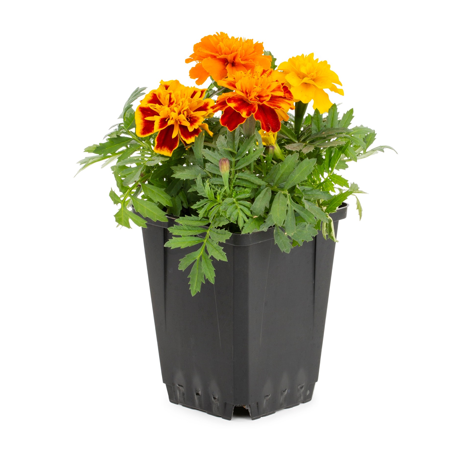 slide 1 of 6, Lowe's Multicolor French Marigold (Dwarf) in 1-Pint Pot, 1 ct