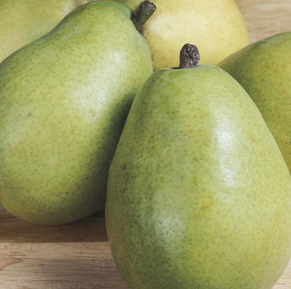 slide 2 of 4, Lowe's 3.58 -Gallon Fruit Anjou Pear Pot, 1 ct