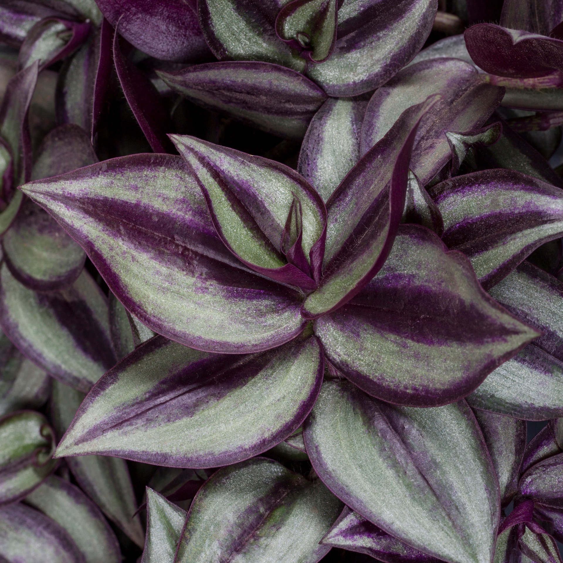 slide 4 of 6, Lowe's Multicolor Purple Heart Inch Plant in 1.5 Gallon(s) Hanging basket, 1 ct