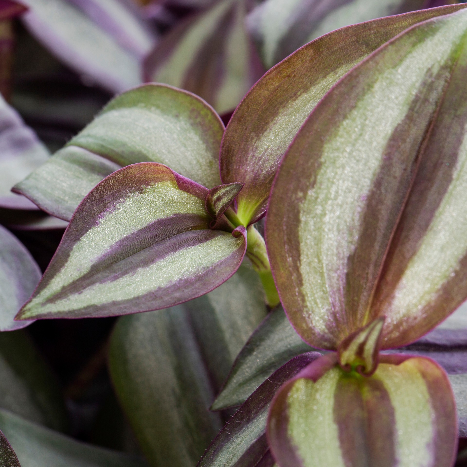 slide 5 of 6, Lowe's Multicolor Purple Heart Inch Plant in 1.5 Gallon(s) Hanging basket, 1 ct