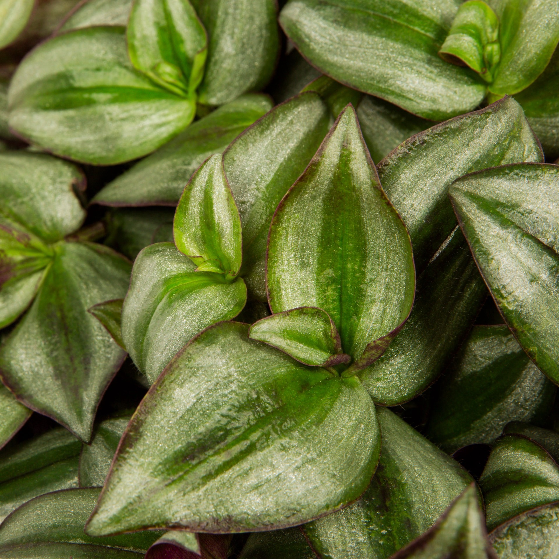 slide 6 of 6, Lowe's Multicolor Purple Heart Inch Plant in 1.5 Gallon(s) Hanging basket, 1 ct