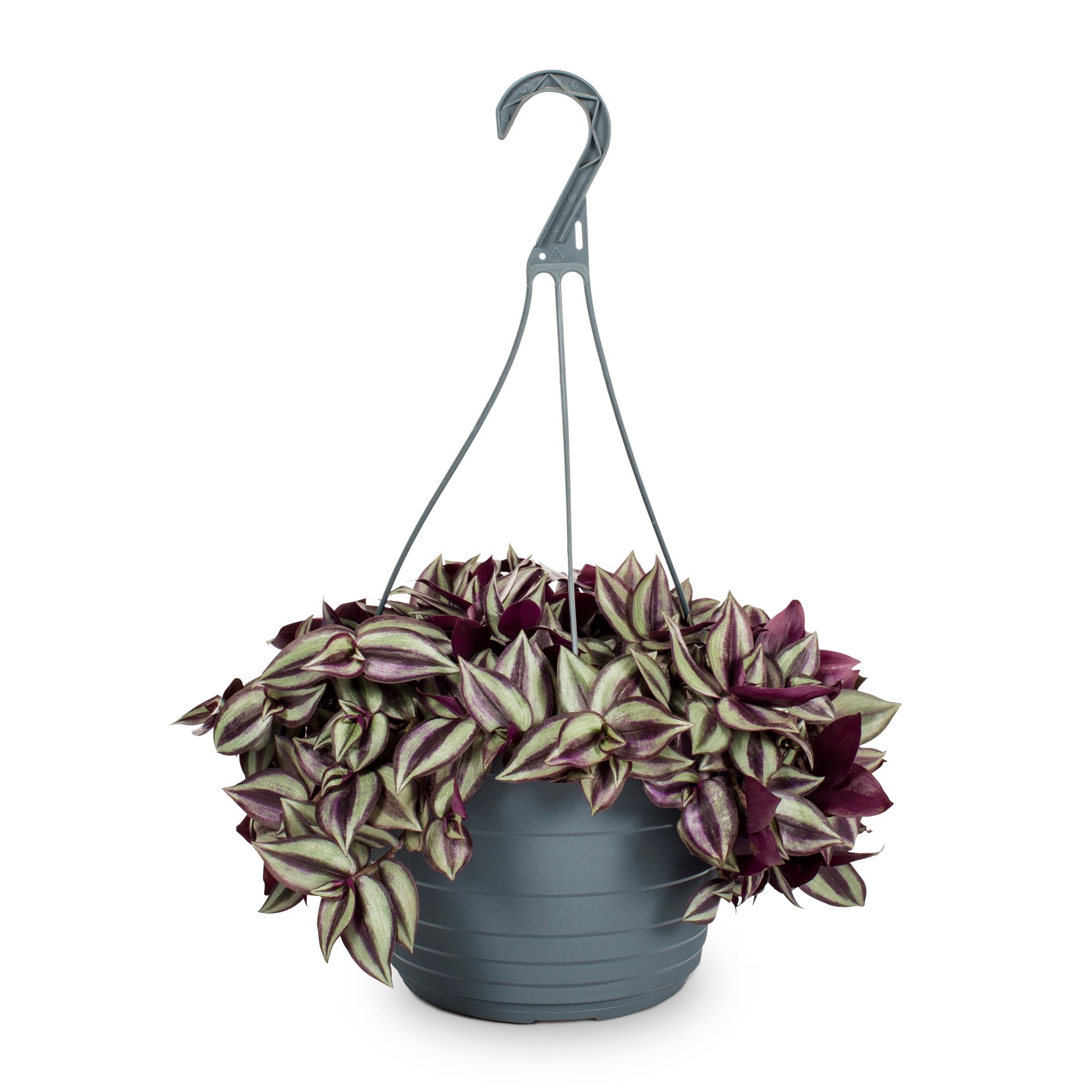 slide 1 of 6, Lowe's Multicolor Purple Heart Inch Plant in 1.5 Gallon(s) Hanging basket, 1 ct