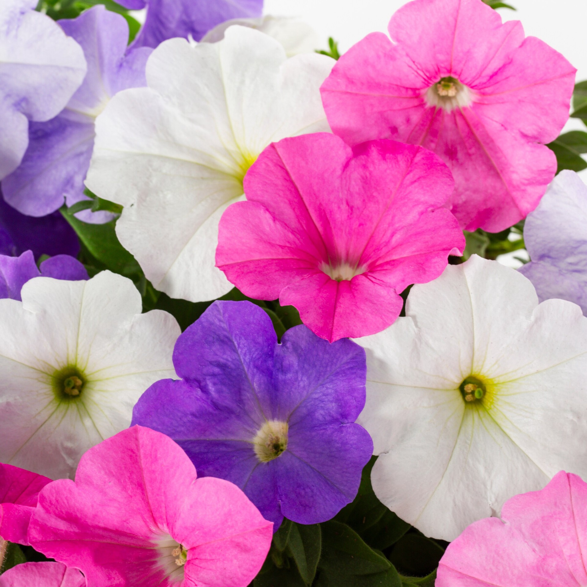 slide 4 of 6, Lowe's Multicolor Petunia in 1.75 Gallon(s) Planter 1 -Pack, 1 ct