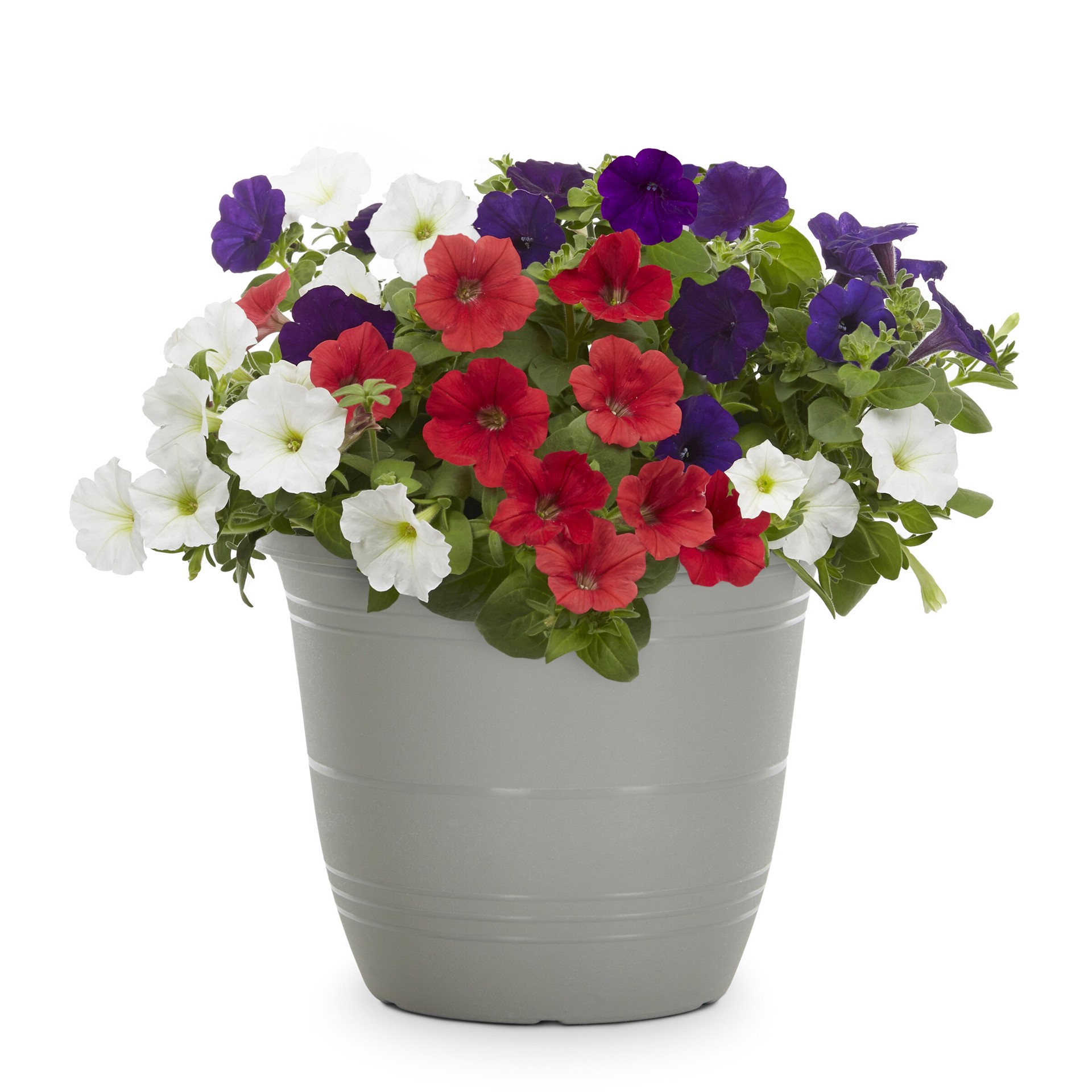 slide 6 of 6, Lowe's Multicolor Petunia in 1.75 Gallon(s) Planter 1 -Pack, 1 ct