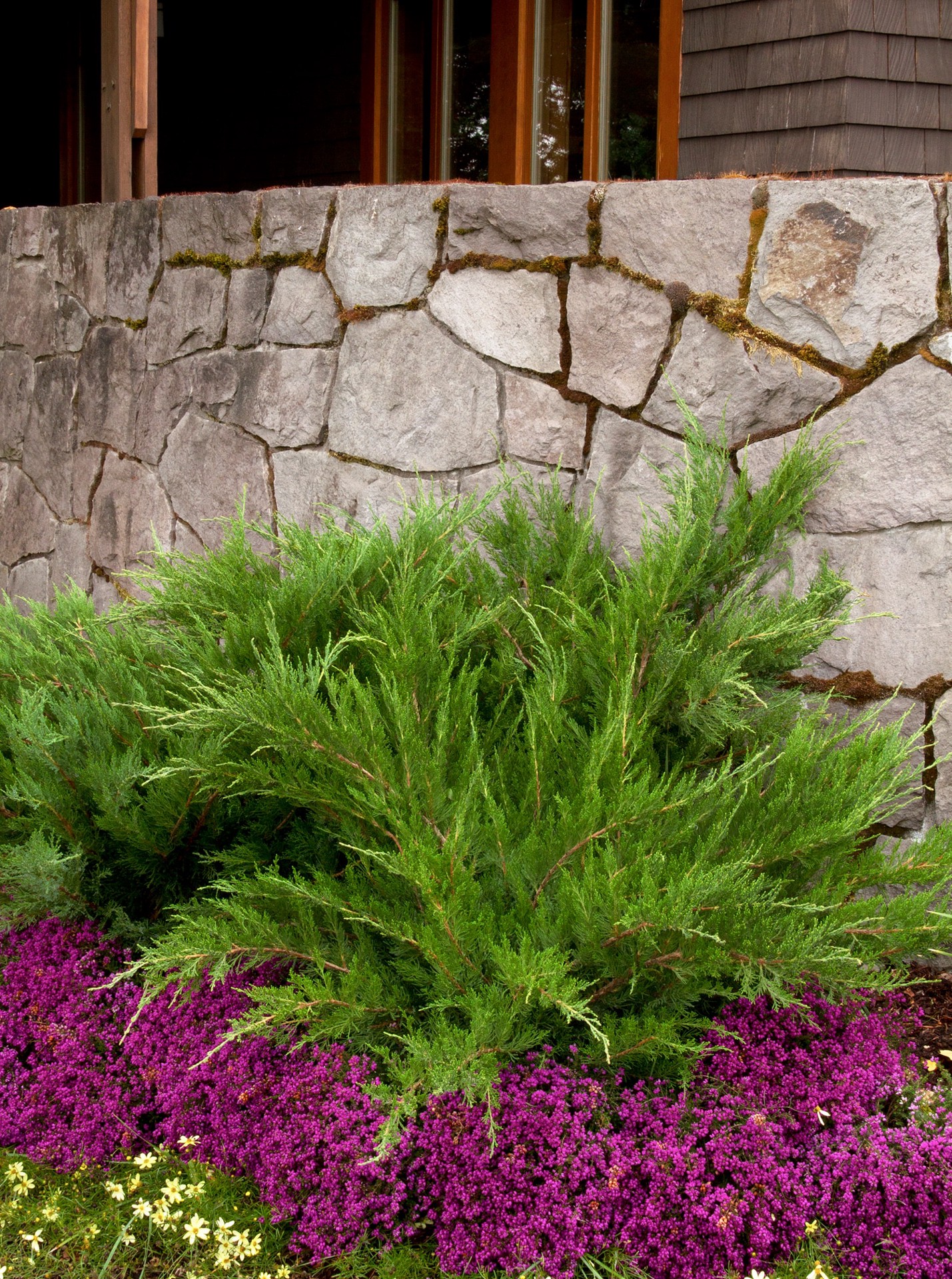 slide 3 of 4, Monrovia Mint Julep#8482 Juniper Foundation/Hedge Shrub in 2.6 -Quart Pot 1 -Pack, 1 ct