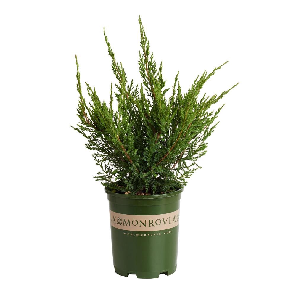 slide 1 of 4, Monrovia Mint Julep#8482 Juniper Foundation/Hedge Shrub in 2.6 -Quart Pot 1 -Pack, 1 ct