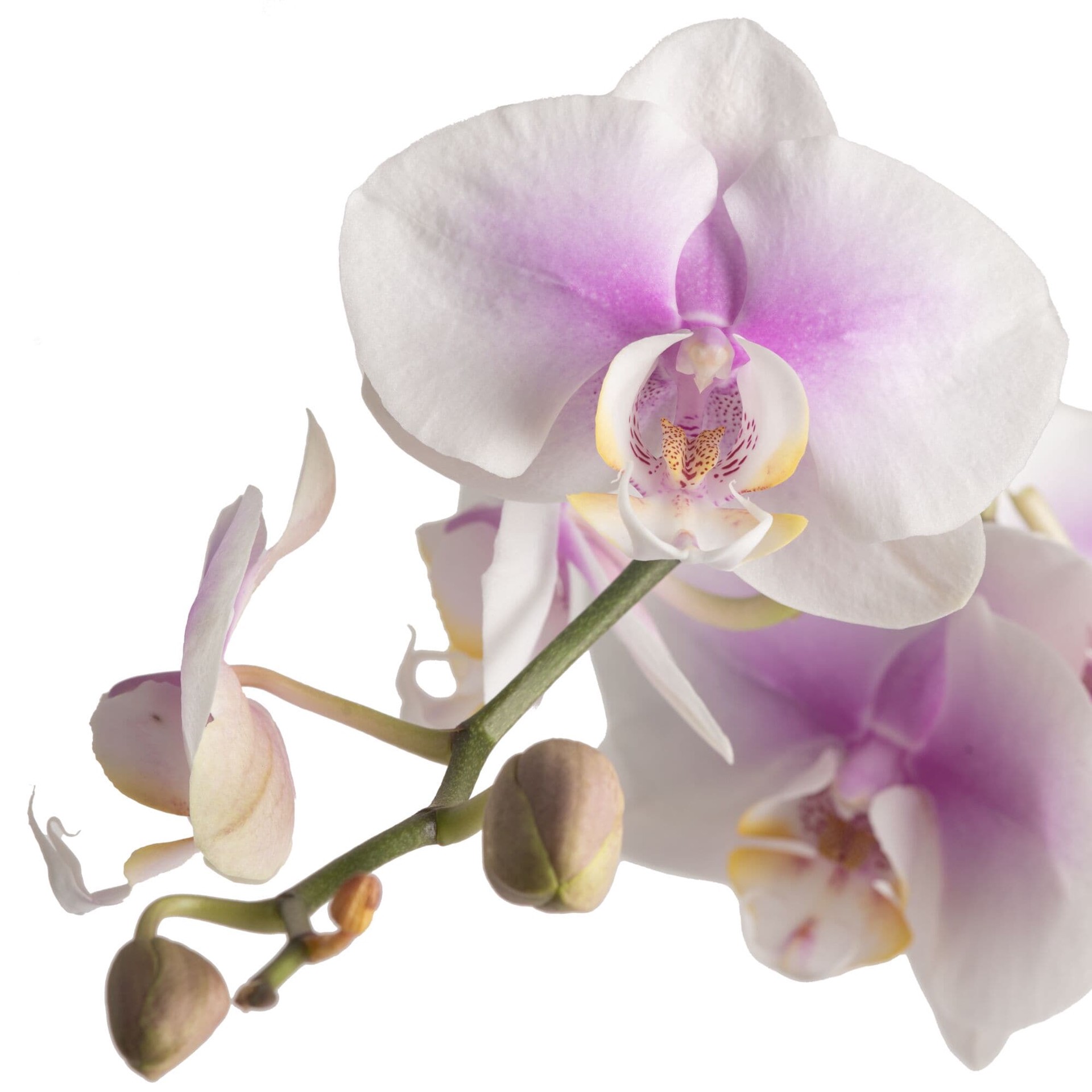 slide 2 of 6, Costa Farms White Specialty Phalaenopsis Orchid House plant in 15 Ounce(s) Planter 1 -Pack, 1 ct