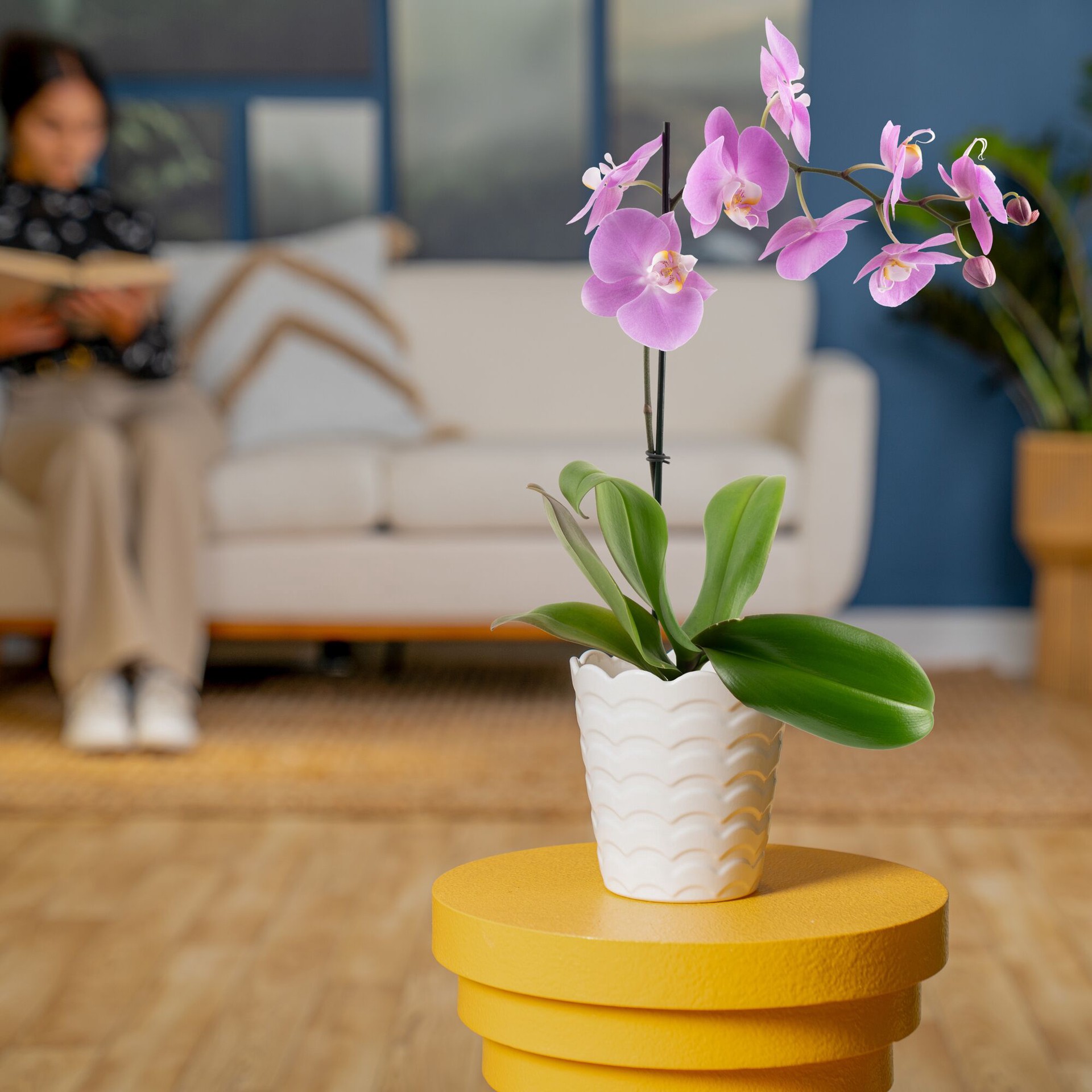 slide 3 of 6, Costa Farms White Specialty Phalaenopsis Orchid House plant in 15 Ounce(s) Planter 1 -Pack, 1 ct