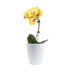 Costa Farms White Specialty Orchids House plant in 15 Ounce(s) Planter 1 -Pack