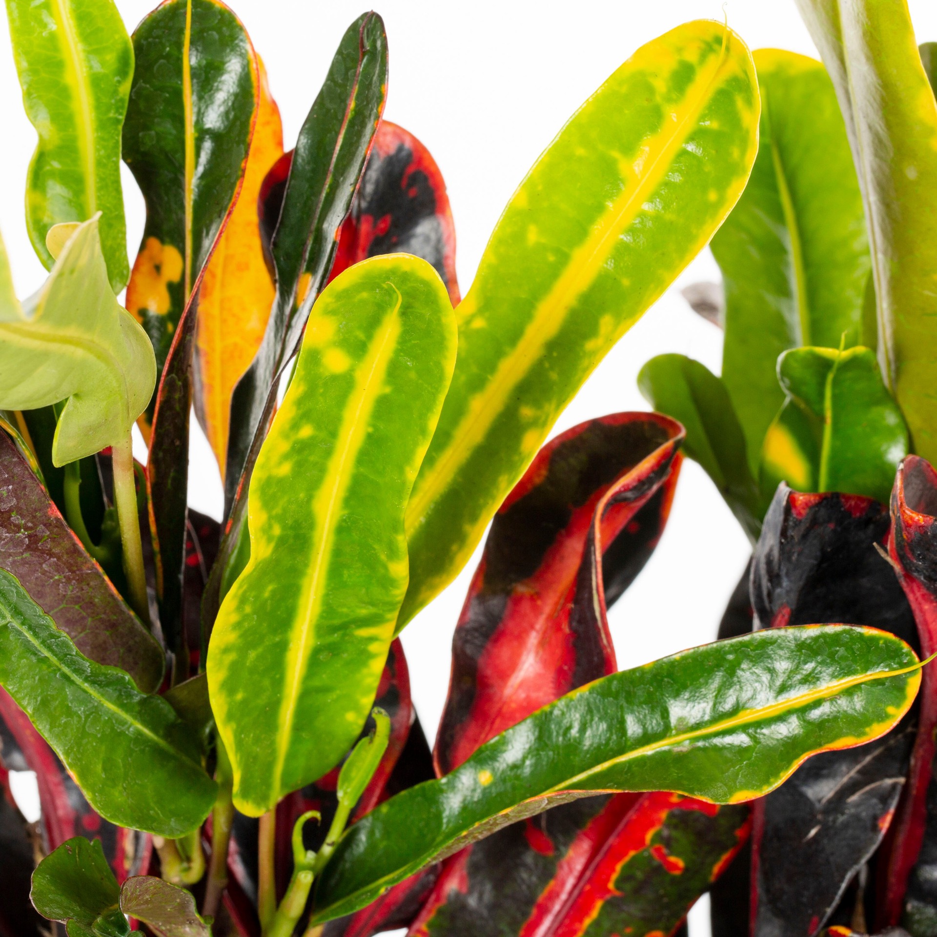 slide 2 of 2, Lowe's Mamey Croton Shrub in 2.5-Quart Pot, 1 ct