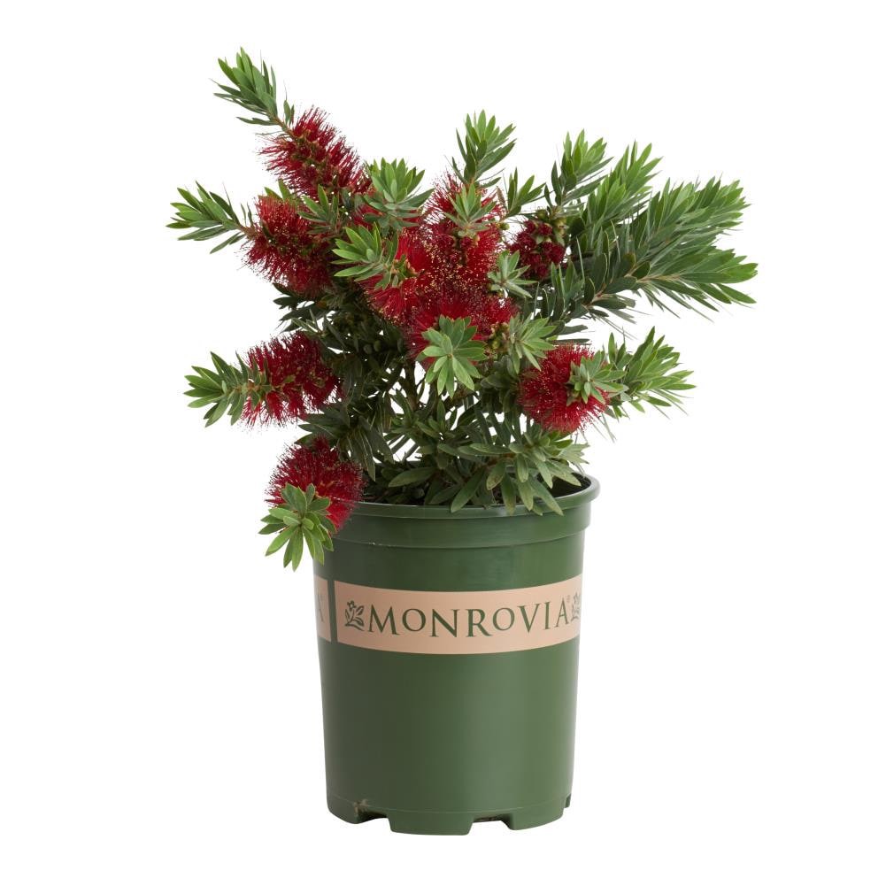 slide 1 of 1, Monrovia Dwarf Bottlebrush Little John Flowering Shrub in 2.6 -Quart Pot with Red Blooms, 1 ct