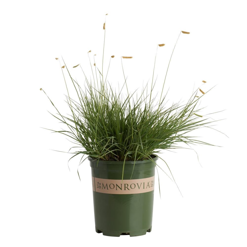 slide 1 of 1, Monrovia Green Blonde Ambition Blue Grama Grass Plant in -Quart Pot, 1 ct
