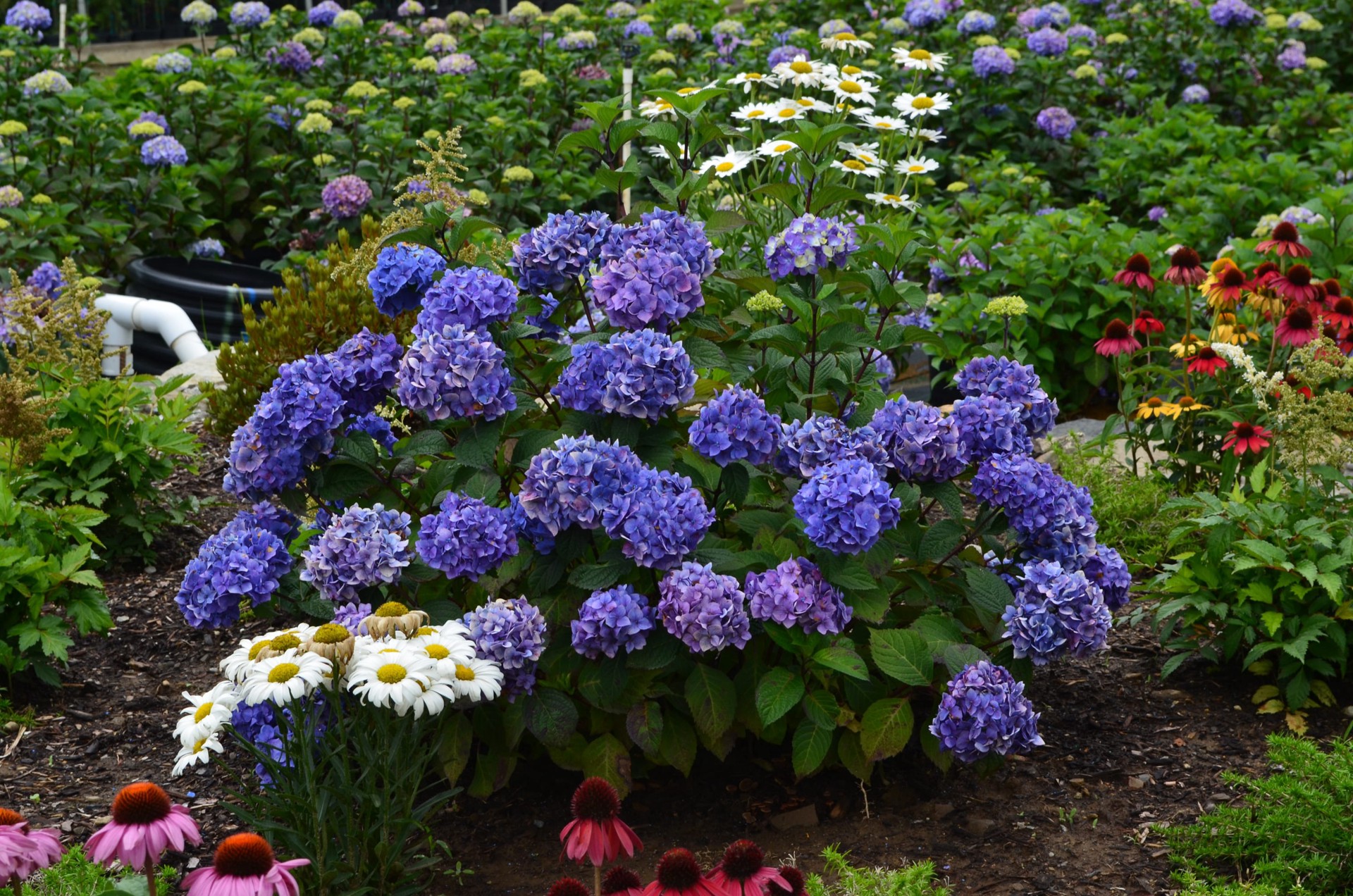 slide 3 of 3, Lowe's Hydrangea Blushing Bride Flowering Shrub in 1.0 -Gallon Pot with White Blooms, 1 ct