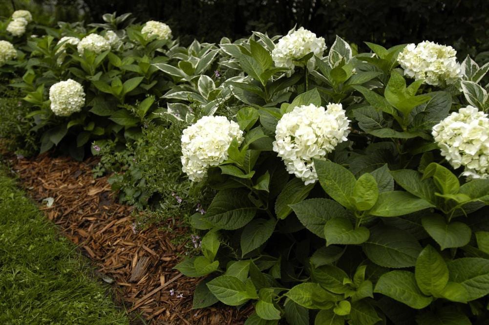slide 1 of 3, Lowe's Hydrangea Blushing Bride Flowering Shrub in 1.0 -Gallon Pot with White Blooms, 1 ct