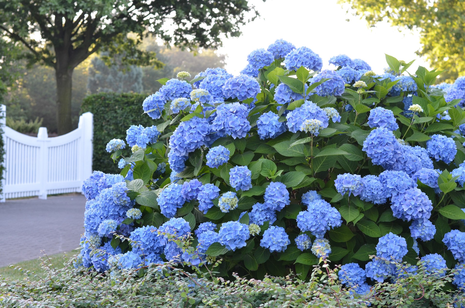 slide 4 of 5, Lowe's Hydrangea Twist N Shout Flowering Shrub in 1 -Gallon Pot with Pink Blooms, 1 ct