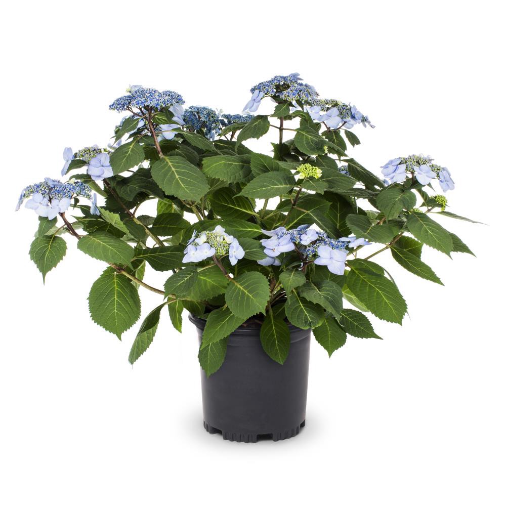 slide 1 of 5, Lowe's Hydrangea Twist N Shout Flowering Shrub in 1 -Gallon Pot with Pink Blooms, 1 ct