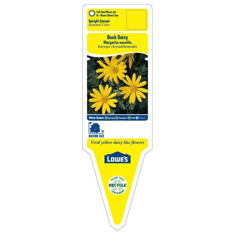 slide 2 of 3, Lowe's Yellow Cape Daisy Bush in 3.58-Gallon Pot, 1 ct