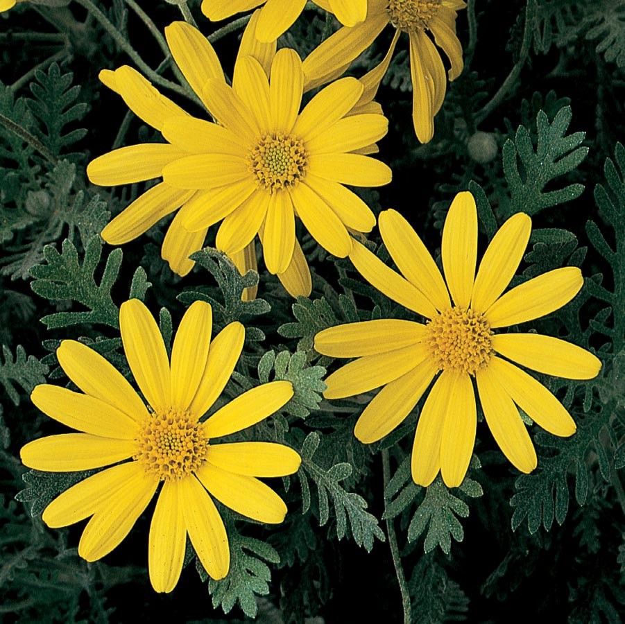 slide 1 of 3, Lowe's Yellow Cape Daisy Bush in 3.58-Gallon Pot, 1 ct