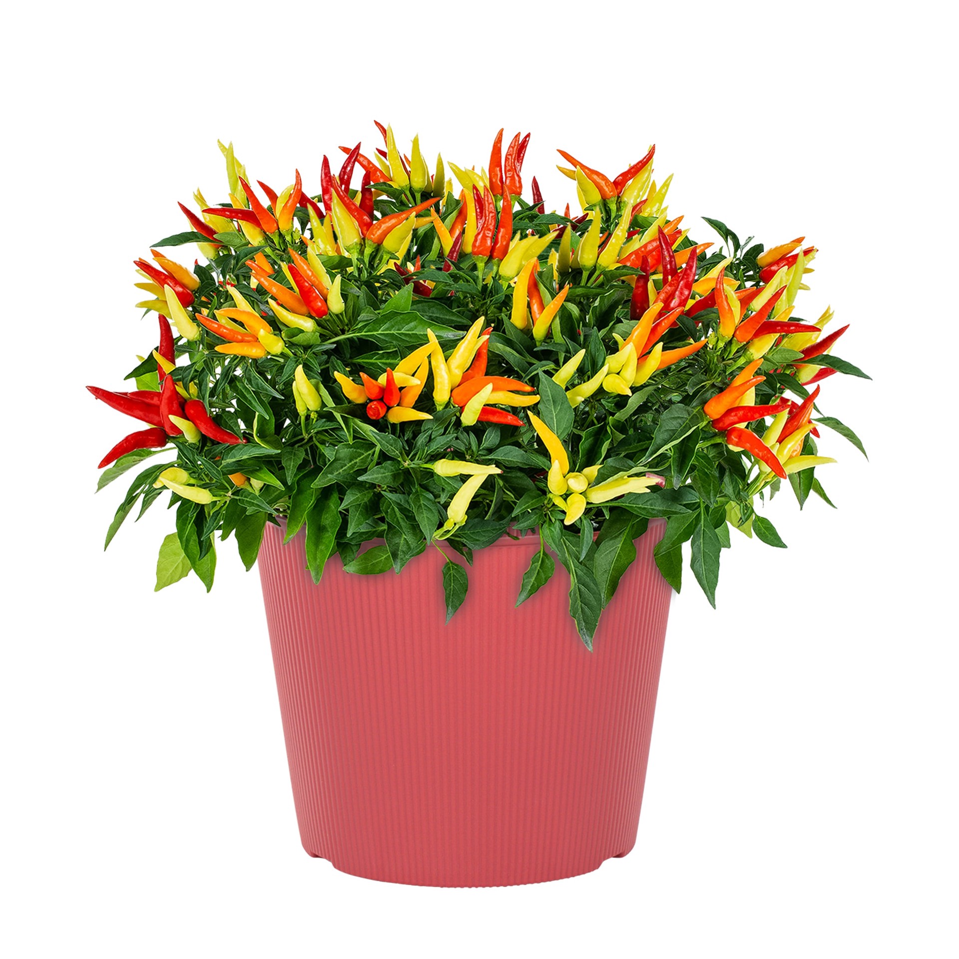 slide 1 of 6, Lowe's Multicolor Ornamental Pepper in 3 Quart(s) Planter 1 -Pack, 1 ct
