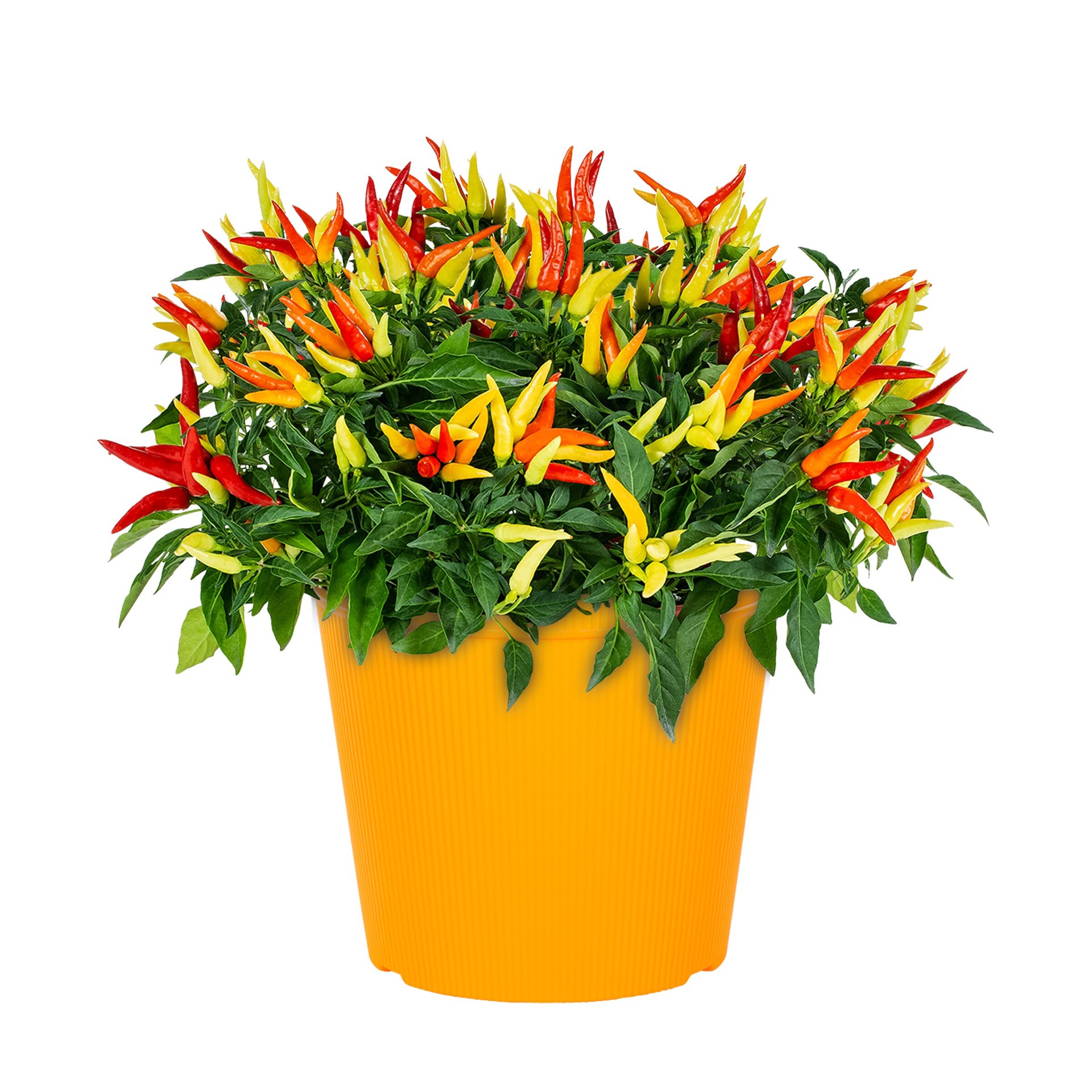 slide 5 of 6, Lowe's Multicolor Ornamental Pepper in 3 Quart(s) Planter 1 -Pack, 1 ct