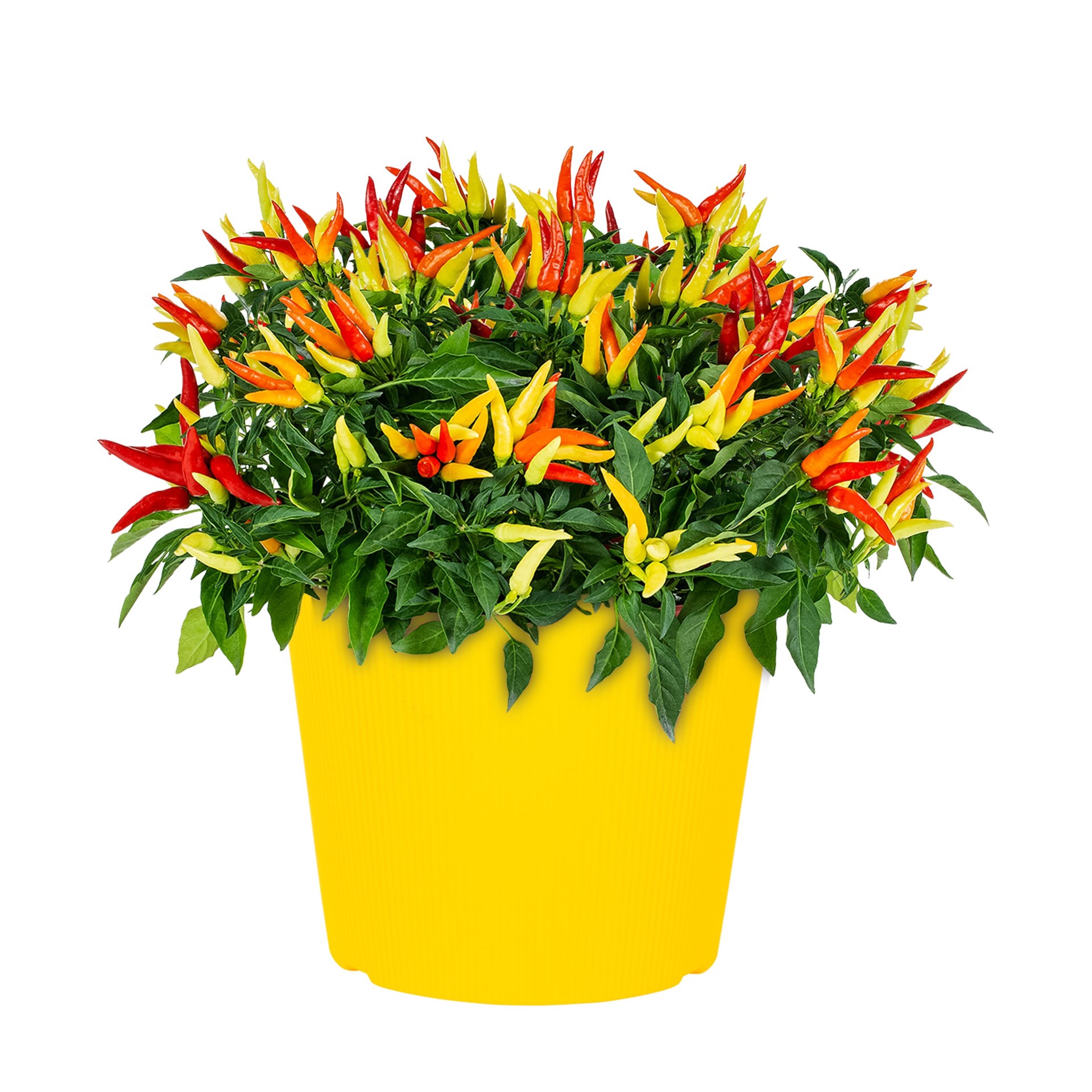 slide 6 of 6, Lowe's Multicolor Ornamental Pepper in 3 Quart(s) Planter 1 -Pack, 1 ct