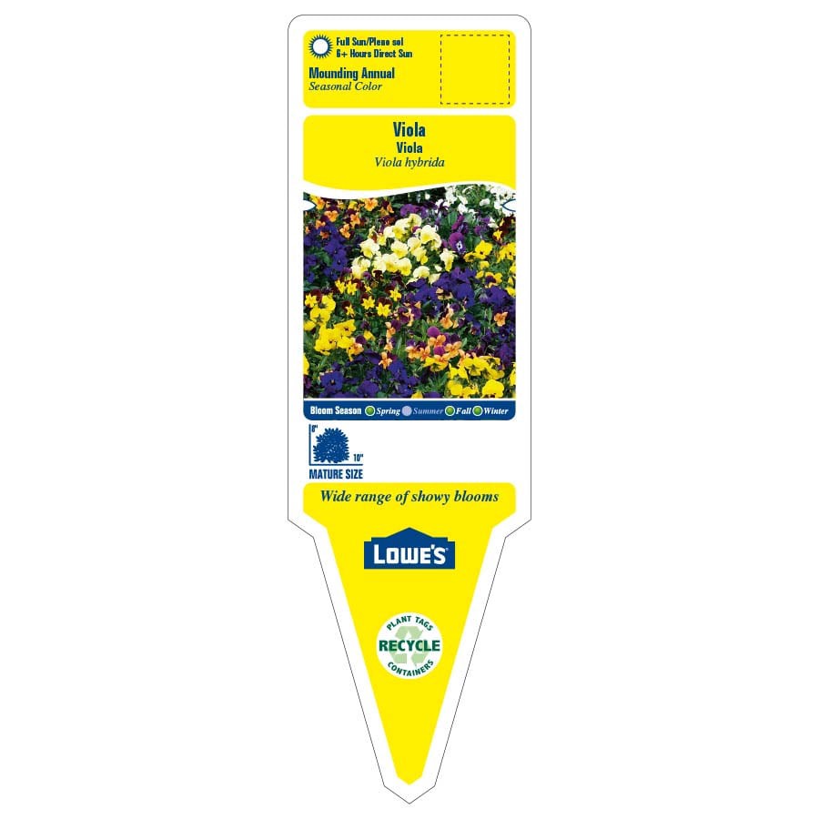 slide 2 of 4, Lowe's Multicolor Viola in 1.5-Gallon Planter, 1 ct