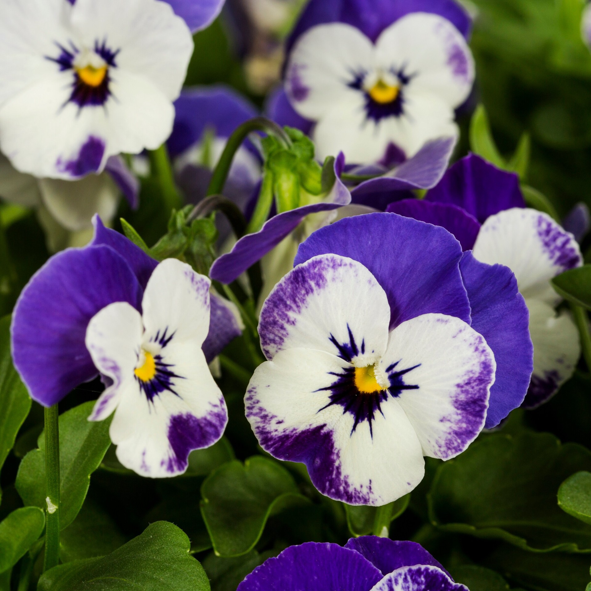 slide 4 of 4, Lowe's Multicolor Viola in 1.5-Gallon Planter, 1 ct