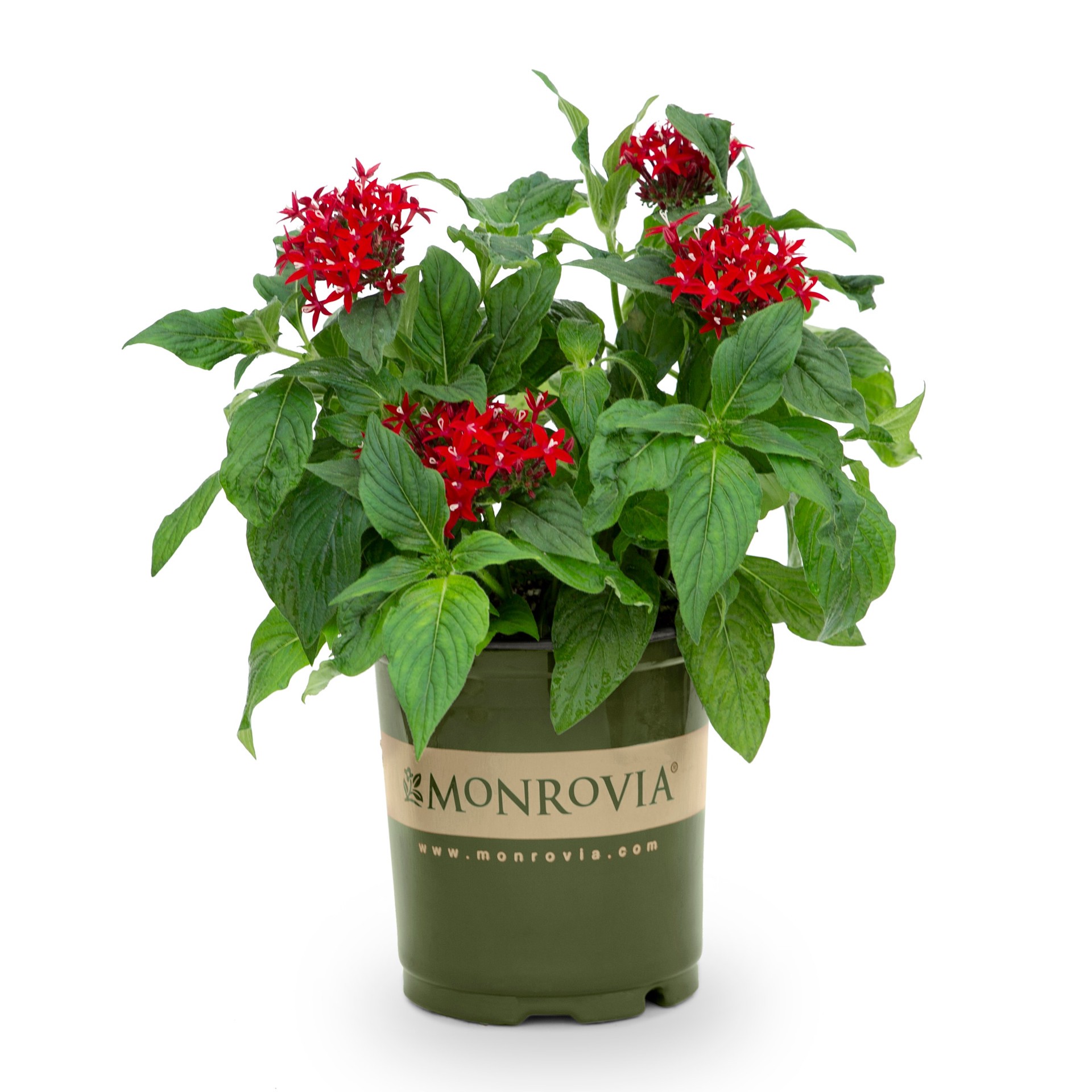 slide 1 of 4, Monrovia Multicolor Pentas in 2.5-Quart Pot, 1 ct