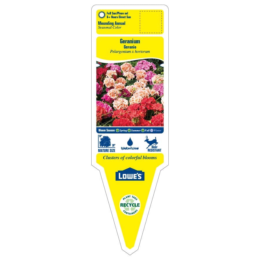 slide 3 of 6, Lowe's Multicolor Geranium Planter, 1 ct