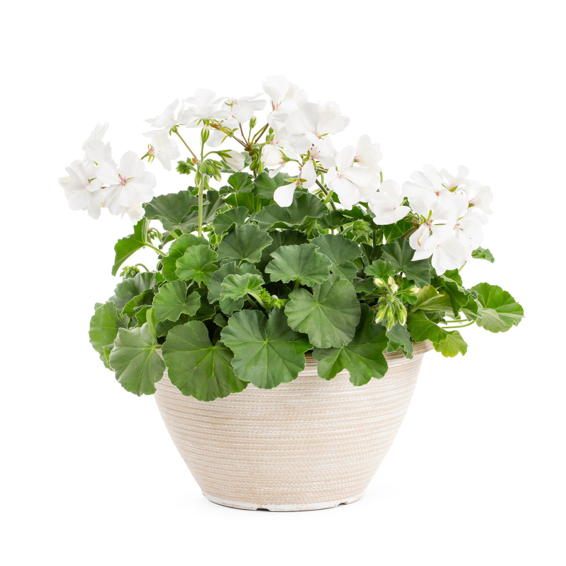 slide 5 of 6, Lowe's Multicolor Geranium Planter, 1 ct