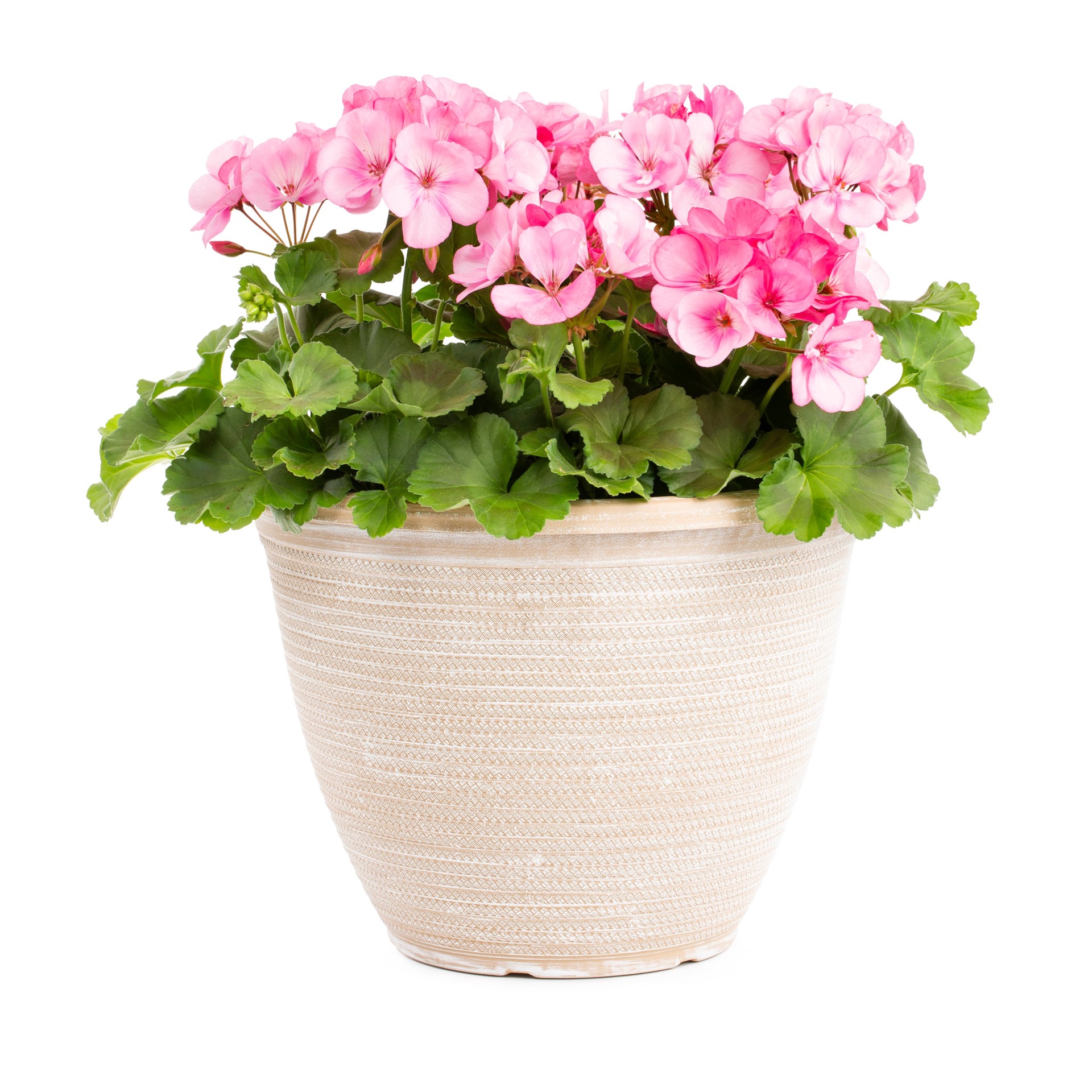 slide 1 of 6, Lowe's Multicolor Geranium Planter, 1 ct