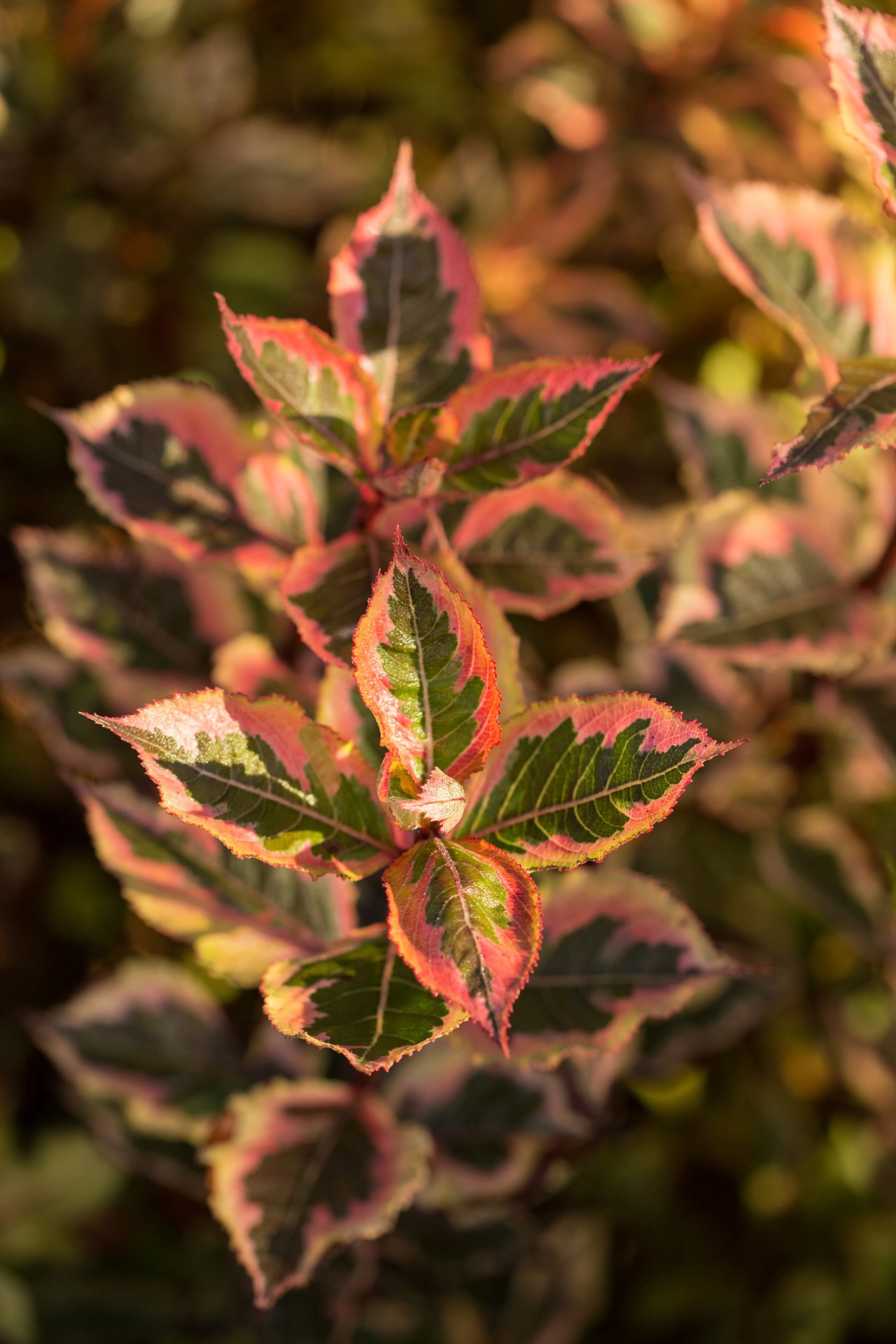 slide 2 of 6, Lowe's Rainbow Sensation Weigela Flowering Shrub in 2 -Gallon Pot 1 -Pack with Pink Blooms, 1 ct