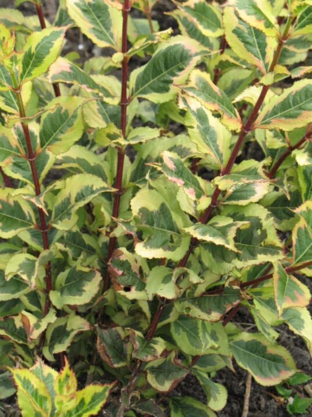 slide 5 of 6, Lowe's Rainbow Sensation Weigela Flowering Shrub in 2 -Gallon Pot 1 -Pack with Pink Blooms, 1 ct