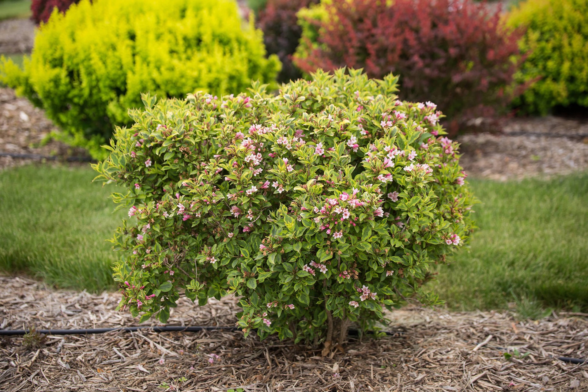 slide 6 of 6, Lowe's Rainbow Sensation Weigela Flowering Shrub in 2 -Gallon Pot 1 -Pack with Pink Blooms, 1 ct