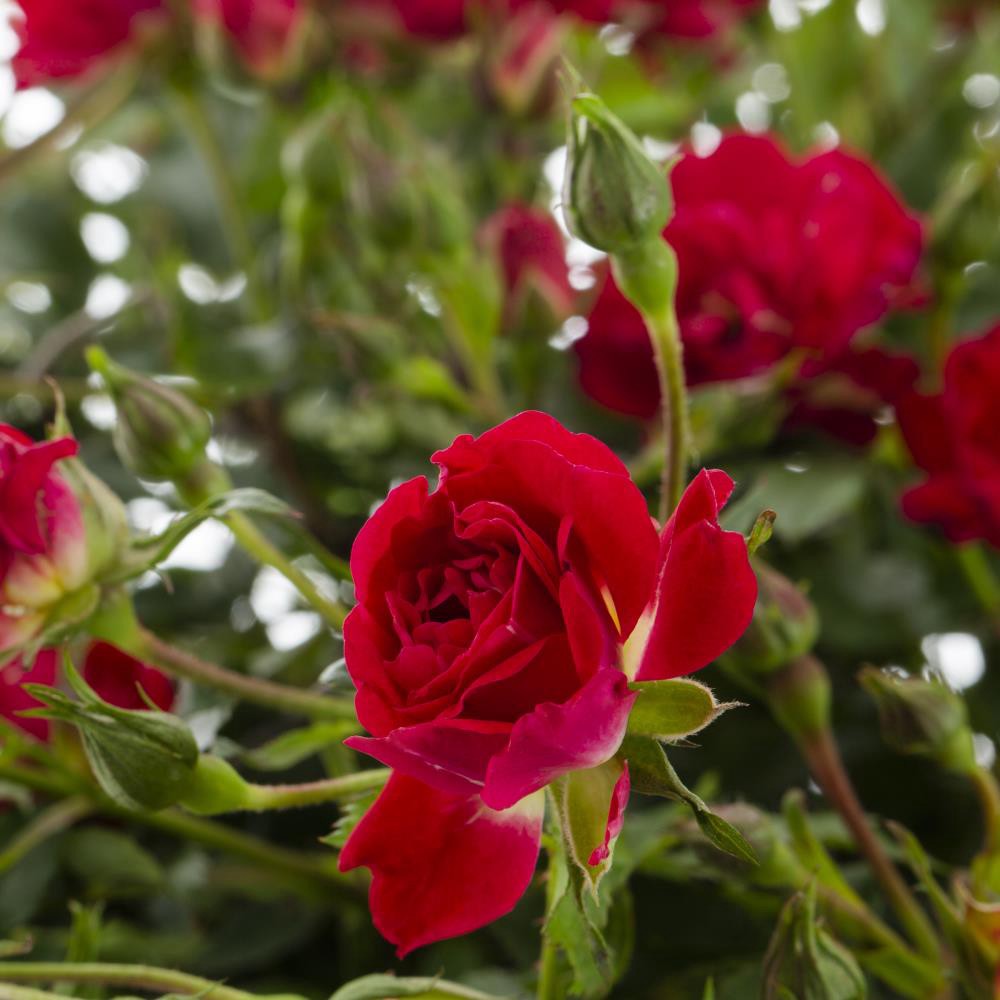 slide 2 of 2, Lowe's 2-Gallon (s) in Pot Red Drift Rose Red, 1 ct