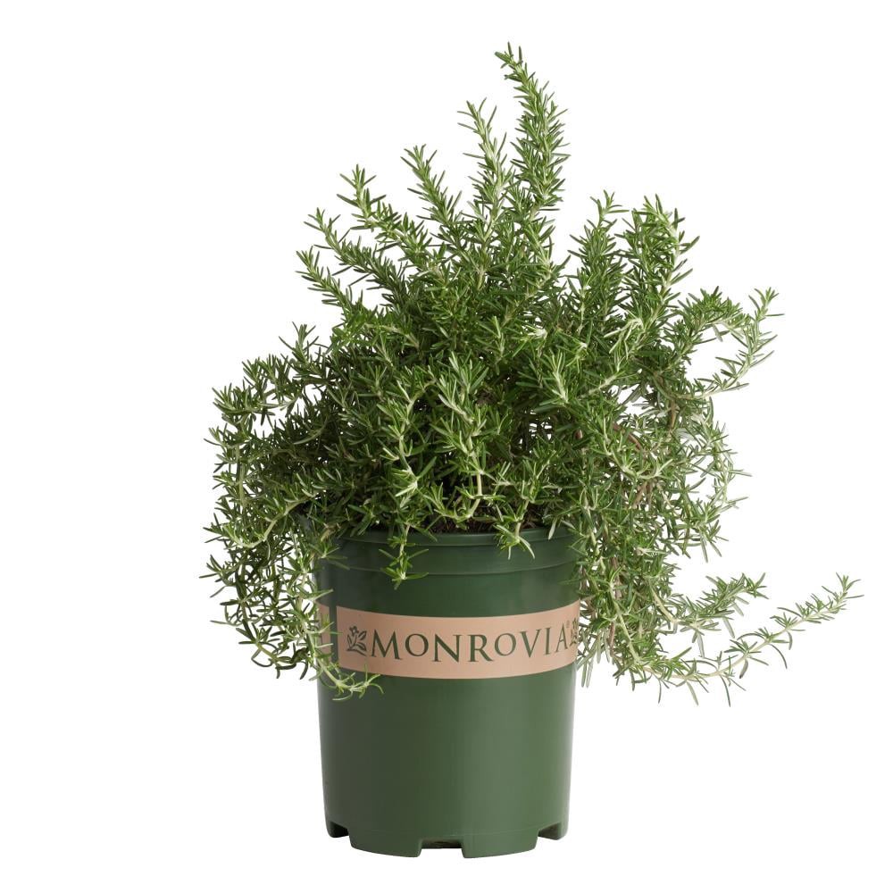 slide 1 of 1, Monrovia Rosemary Huntington Carpet Foundation/Hedge Shrub in 2.6 -Quart Pot with Blue Blooms, 1 ct