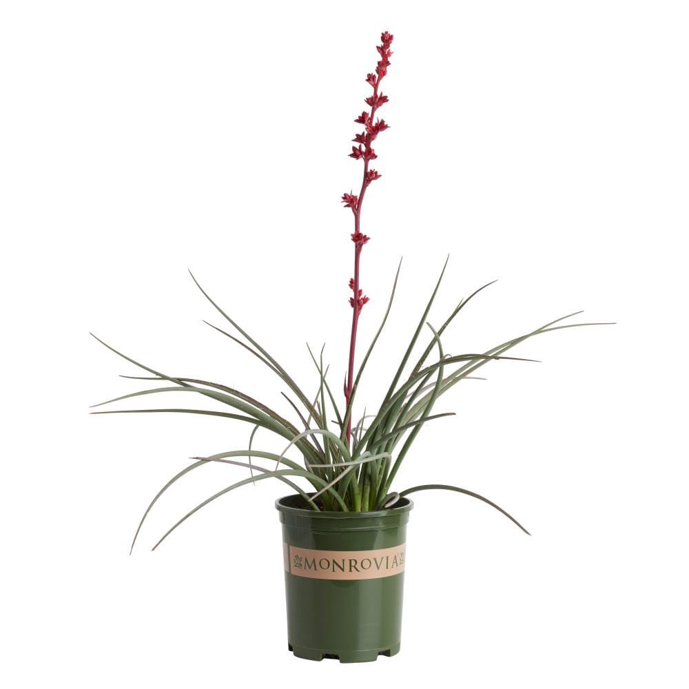 slide 1 of 1, Monrovia Red Yucca Brakelights Red Plant in 2.6 -Quart Pot, 1 ct