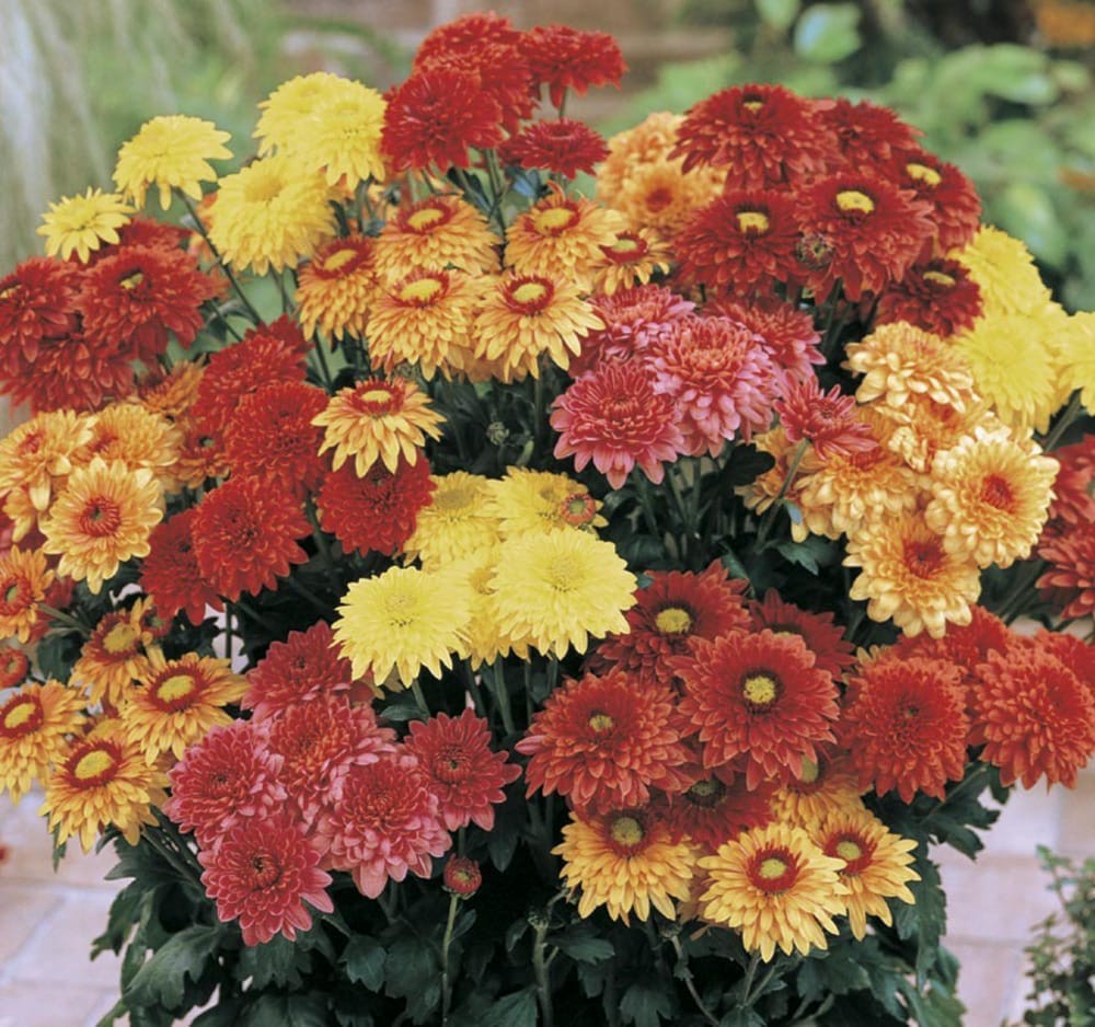 slide 1 of 1, Lowe's Multicolor Mum in 1.25-Quart Pot, 1 ct