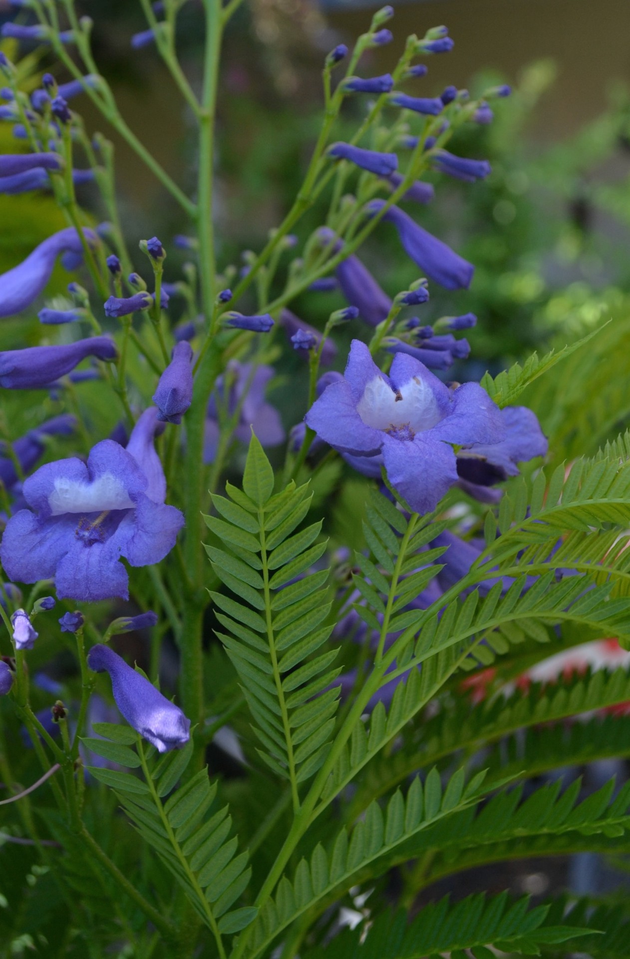 slide 2 of 3, Monrovia Bonsai blue jacaranda Flowering Shrub in 3.58 -Gallon Pot 1 -Pack with Blue Blooms, 1 ct
