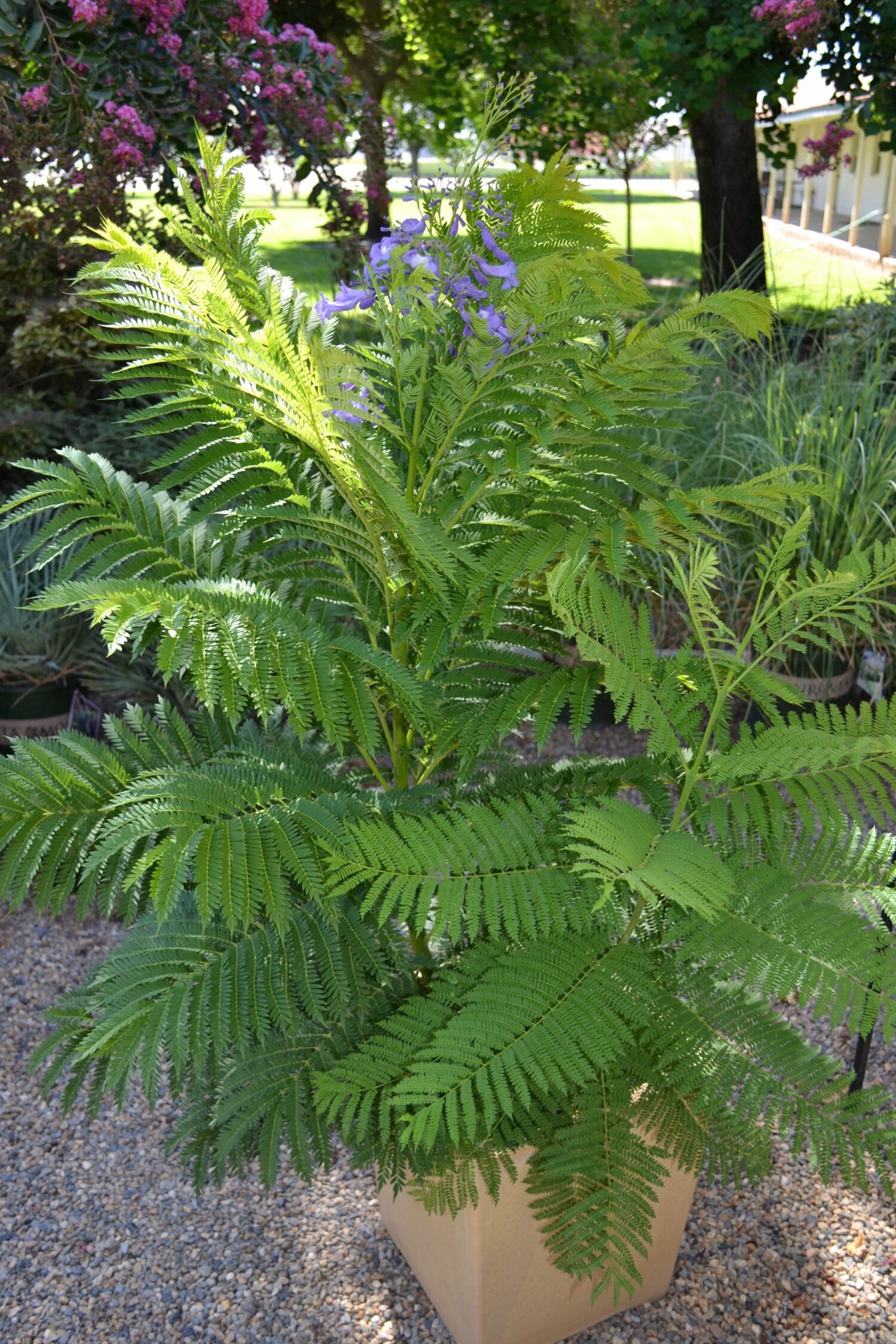 slide 3 of 3, Monrovia Bonsai blue jacaranda Flowering Shrub in 3.58 -Gallon Pot 1 -Pack with Blue Blooms, 1 ct
