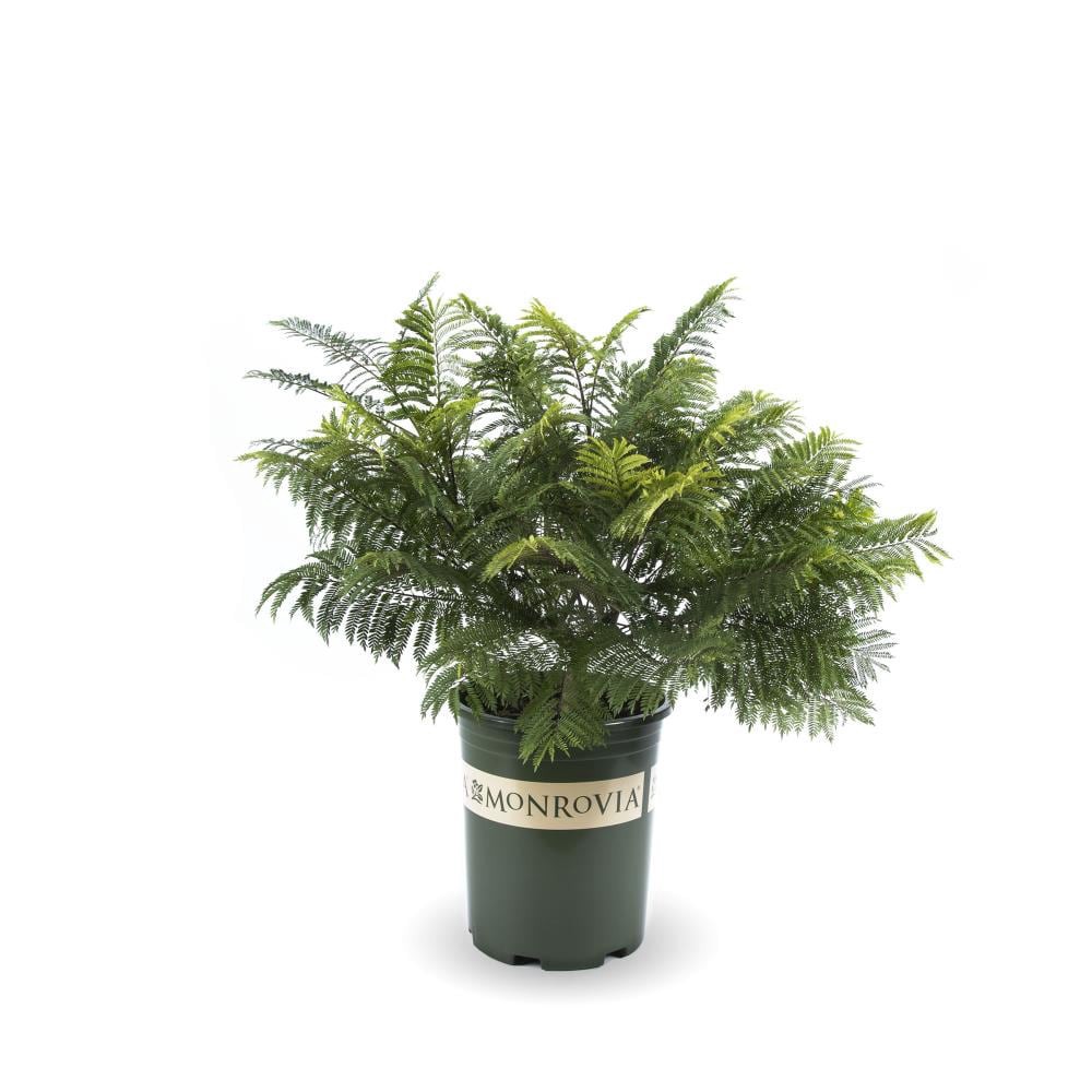 slide 1 of 3, Monrovia Bonsai blue jacaranda Flowering Shrub in 3.58 -Gallon Pot 1 -Pack with Blue Blooms, 1 ct