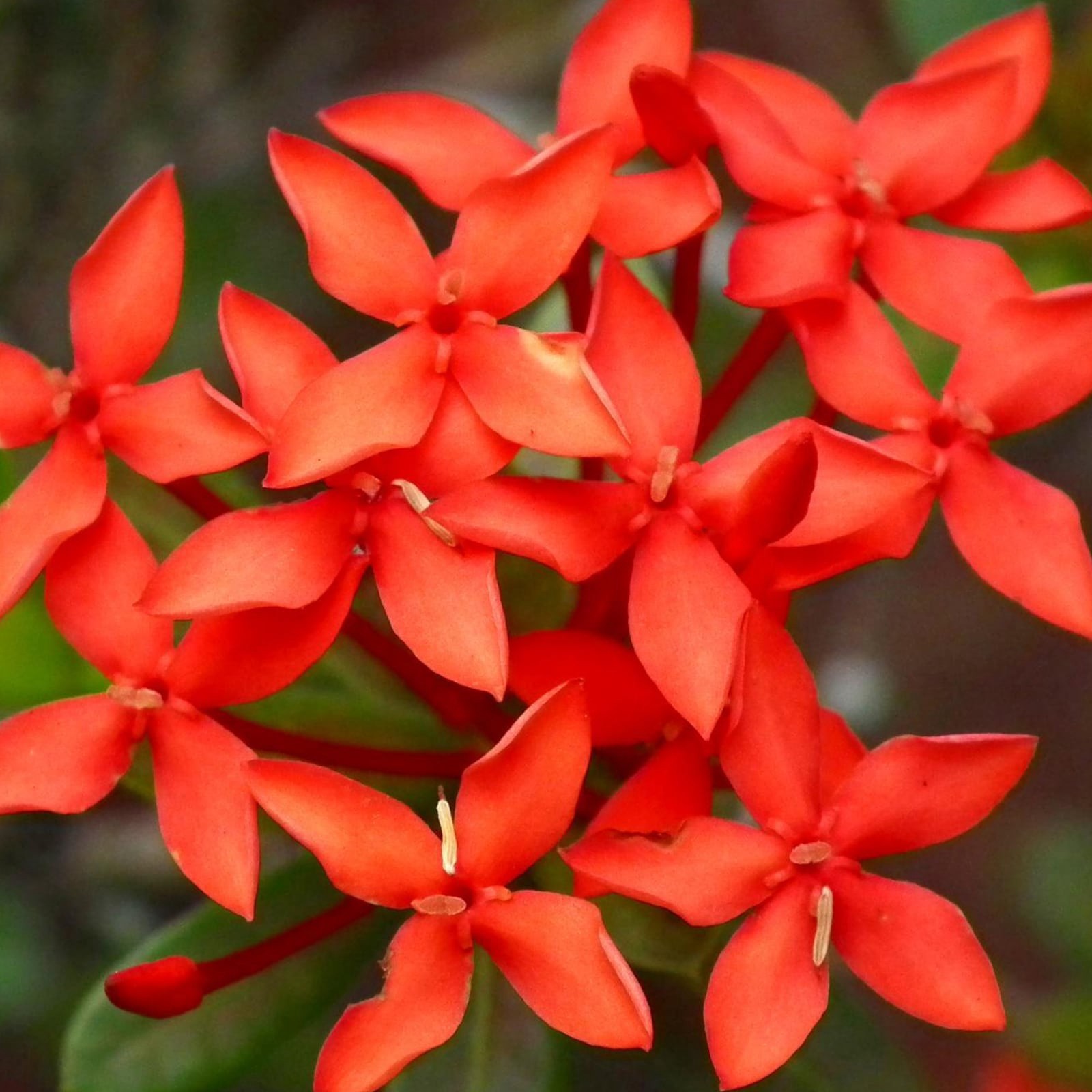 slide 2 of 2, Lowe's Orange Dwarf Ixora Flowering Shrub in 2.5-Quart Pot, 1 ct