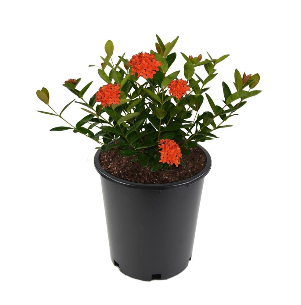 slide 1 of 2, Lowe's Orange Dwarf Ixora Flowering Shrub in 2.5-Quart Pot, 1 ct