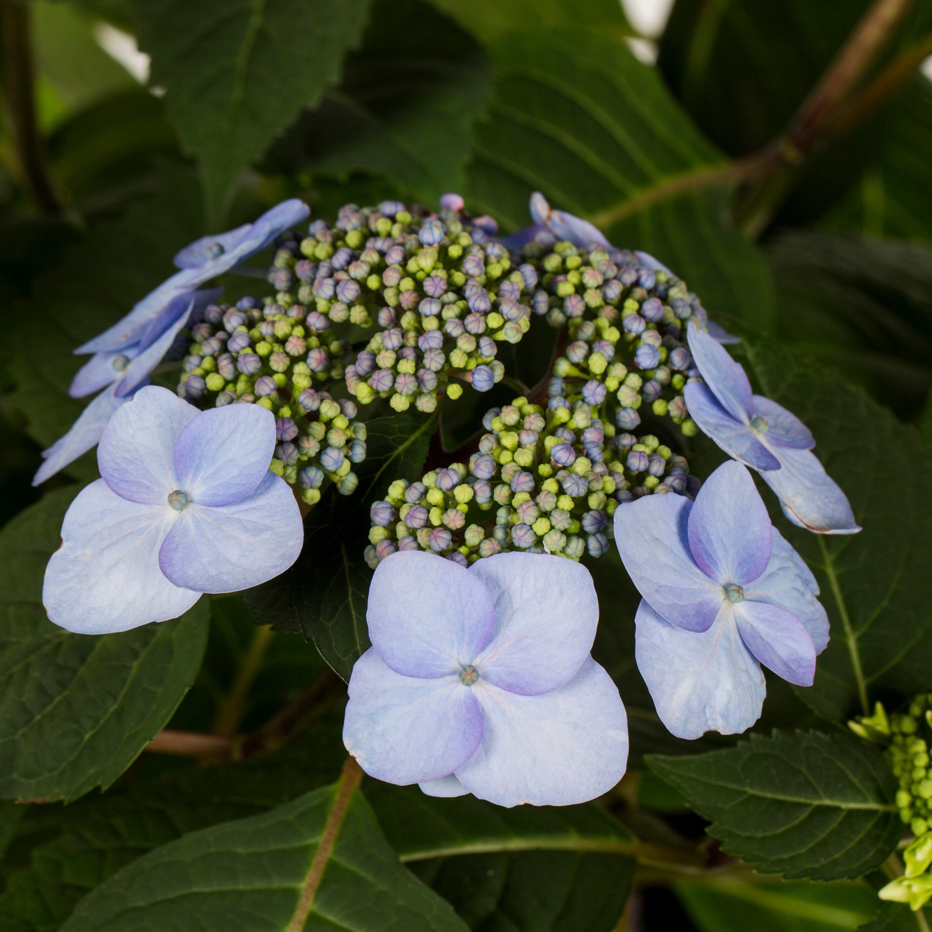 slide 2 of 2, Lowe's Endless Summer Twish Shout Hydrangea Flowering Shrub in 3.0 -Gallon Pot 1.0 -Pack with Blue Blooms, 1 ct